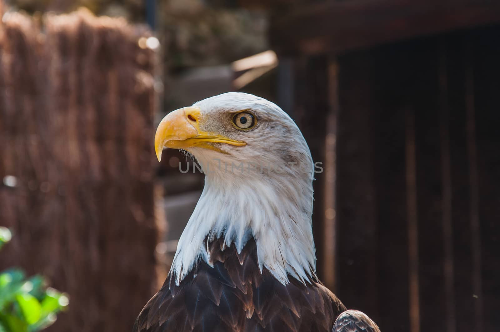 Portrait of a bald eagle emblem of the united states of america