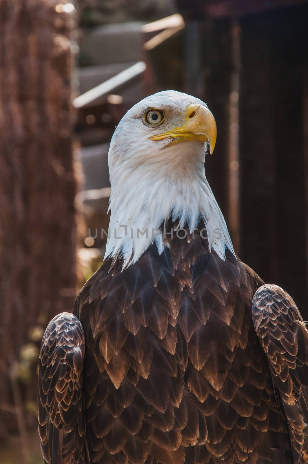 Portrait of a bald eagle emblem of the united states of america