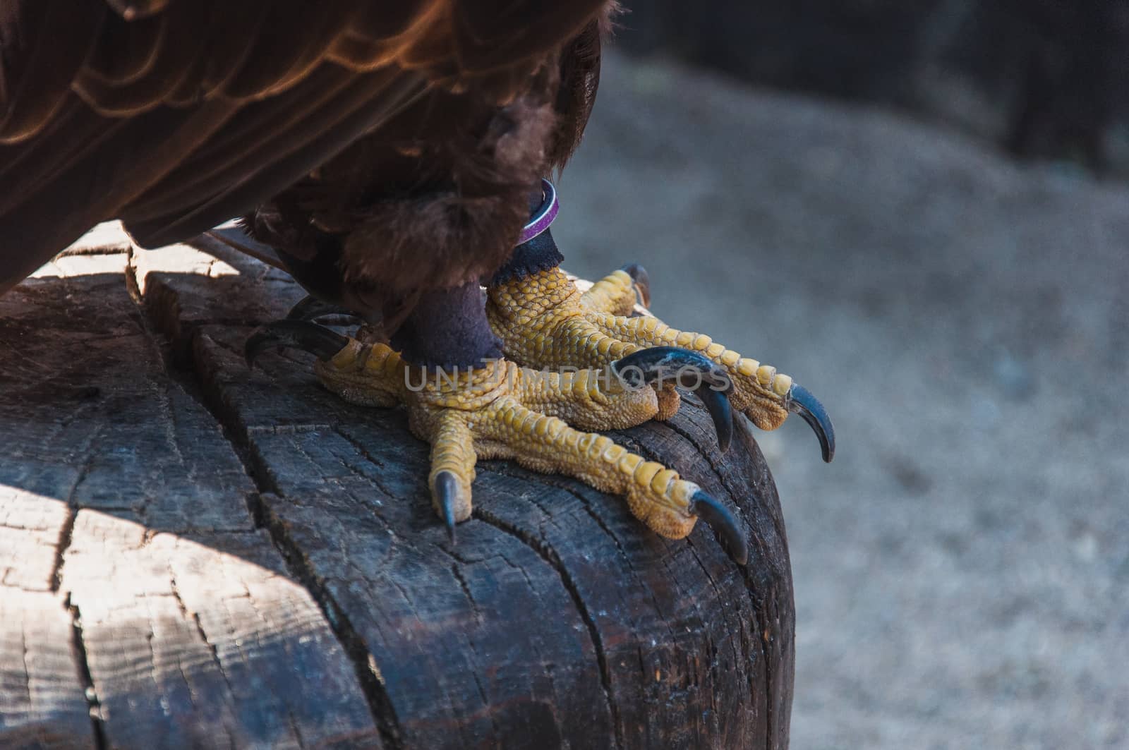 Paws and talons of a bald eagle emblem of the united states of america