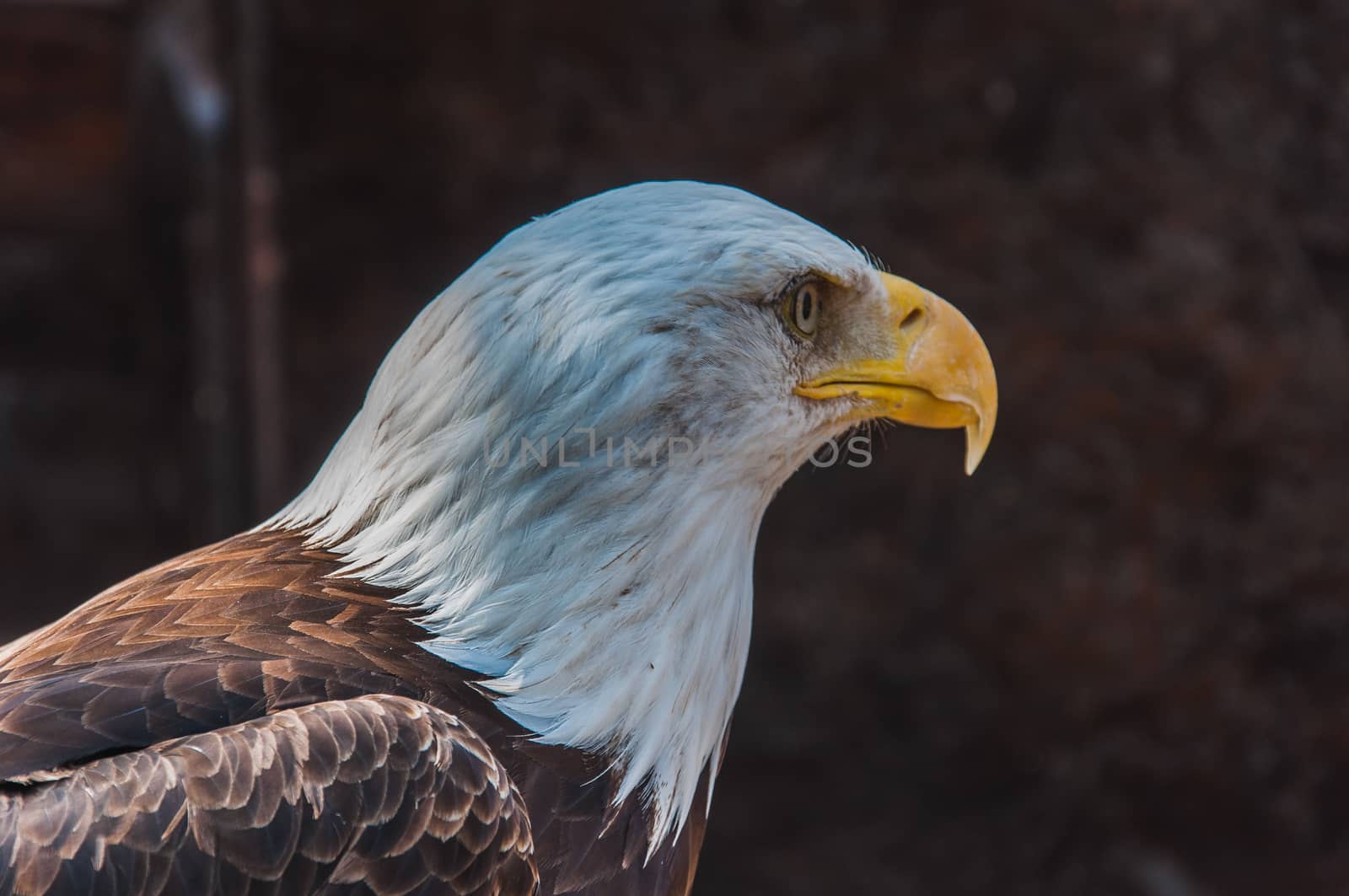 Portrait of a bald eagle emblem of the united states of america