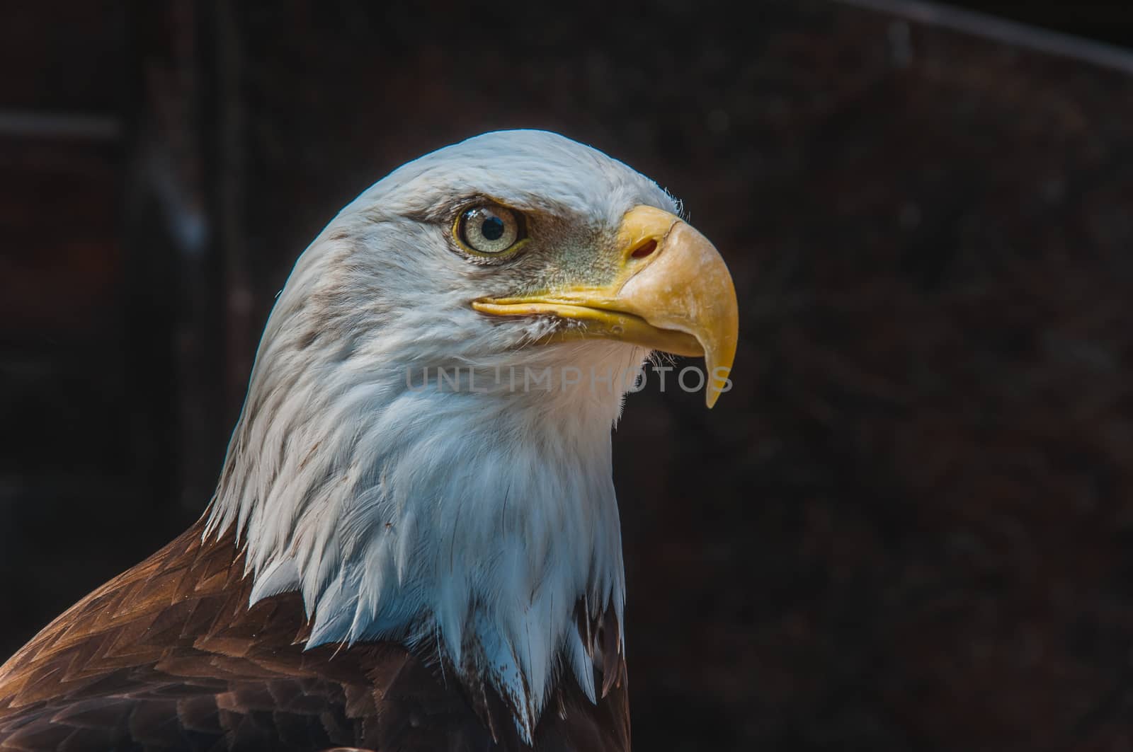 Portrait of a bald eagle emblem of the united states of america
