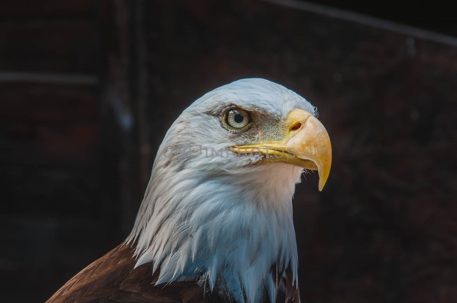 Portrait of a bald eagle emblem of the united states of america