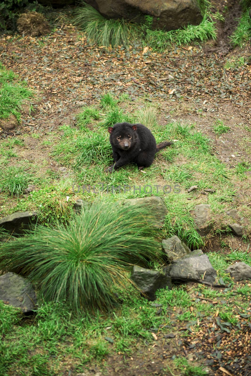 Tasmanian Devil found during the day in Tasmania. by artistrobd