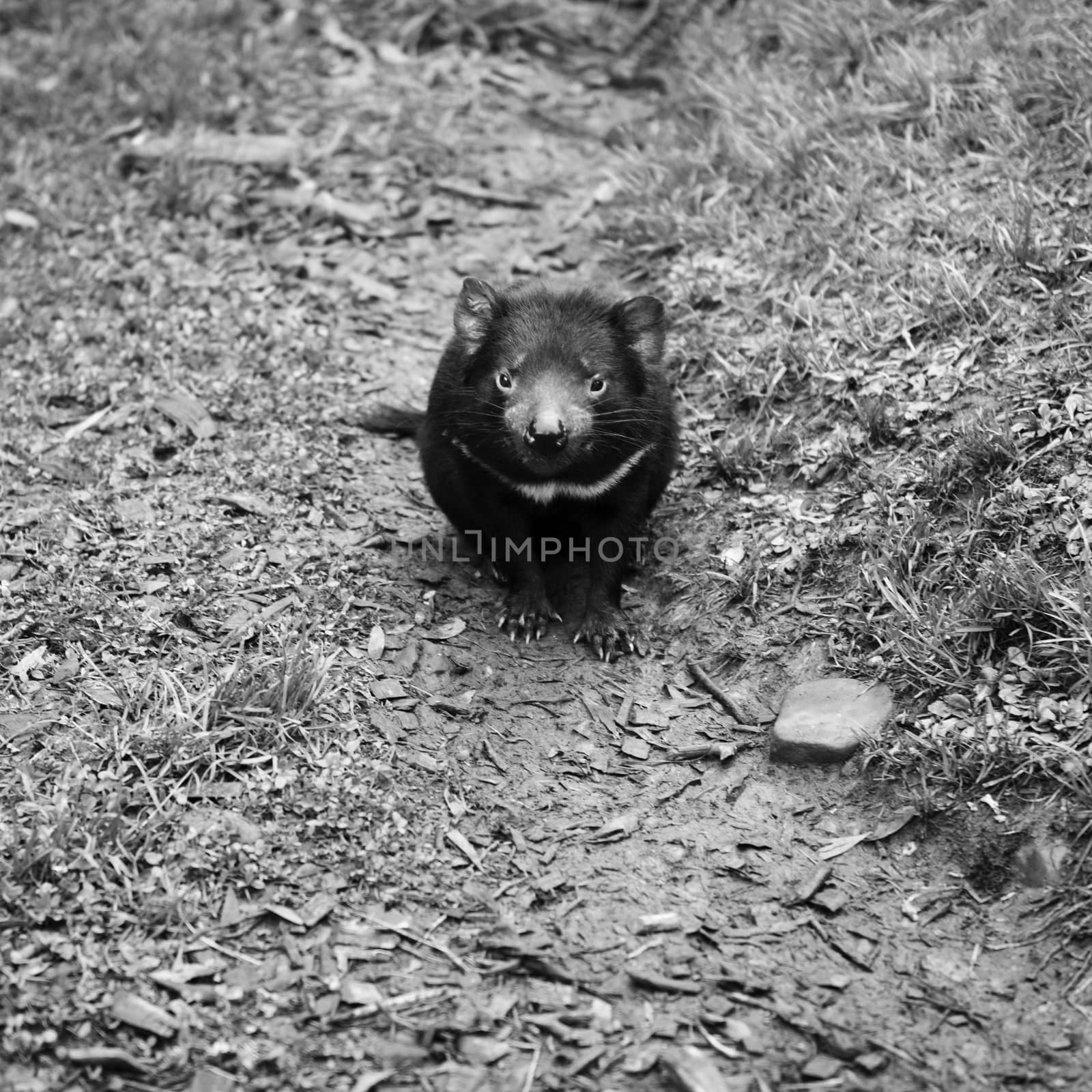 Tasmanian Devil during the day found in Hobart, Tasmania.