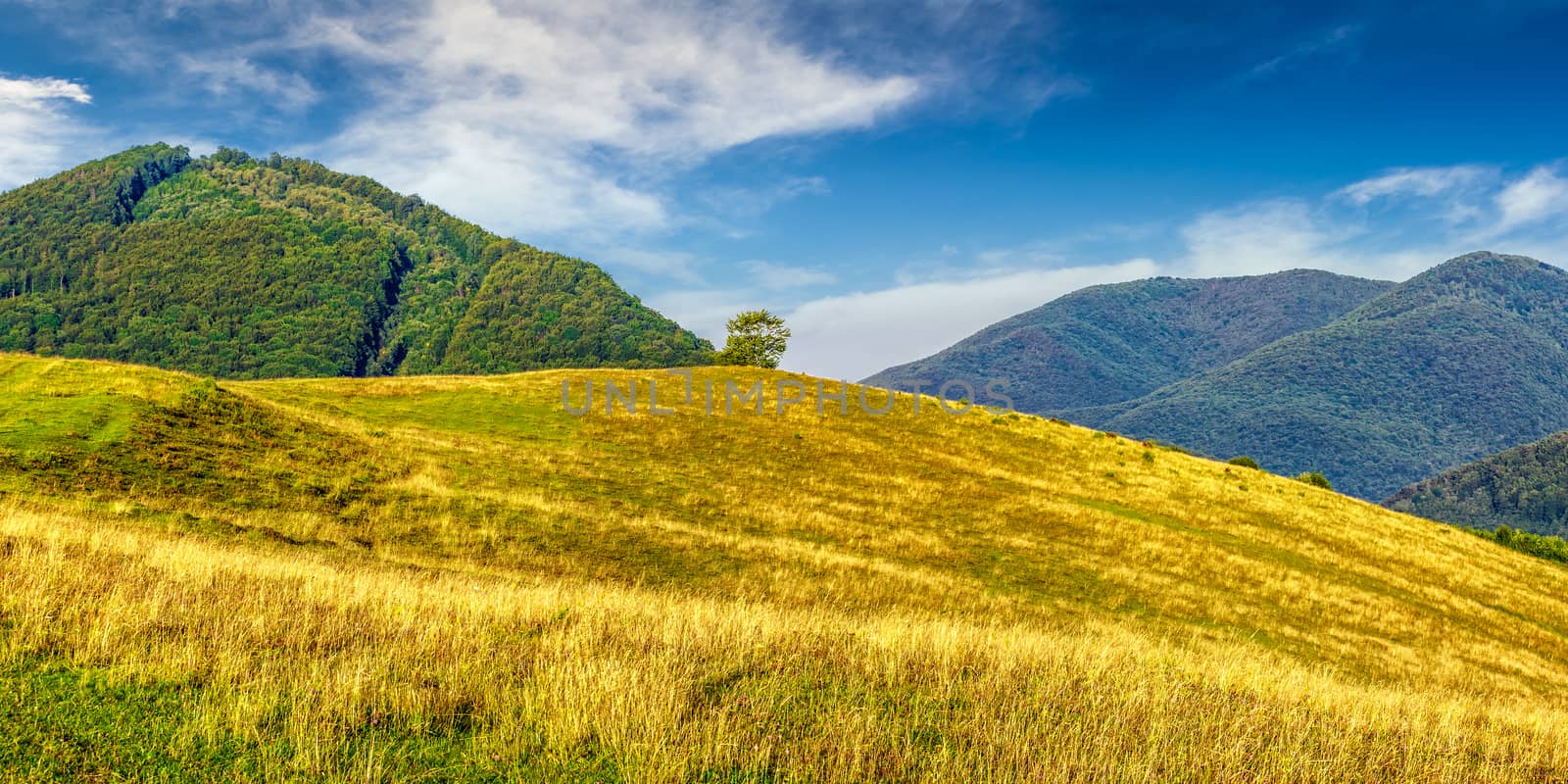 rural field near forest at hillside by Pellinni