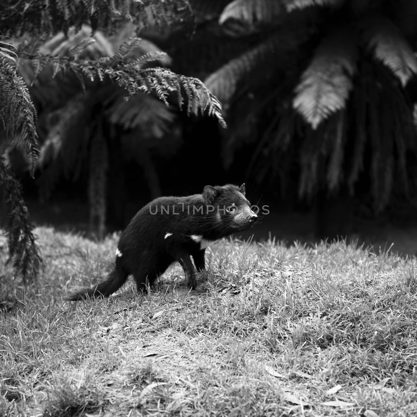 Tasmanian Devil during the day found in Hobart, Tasmania.