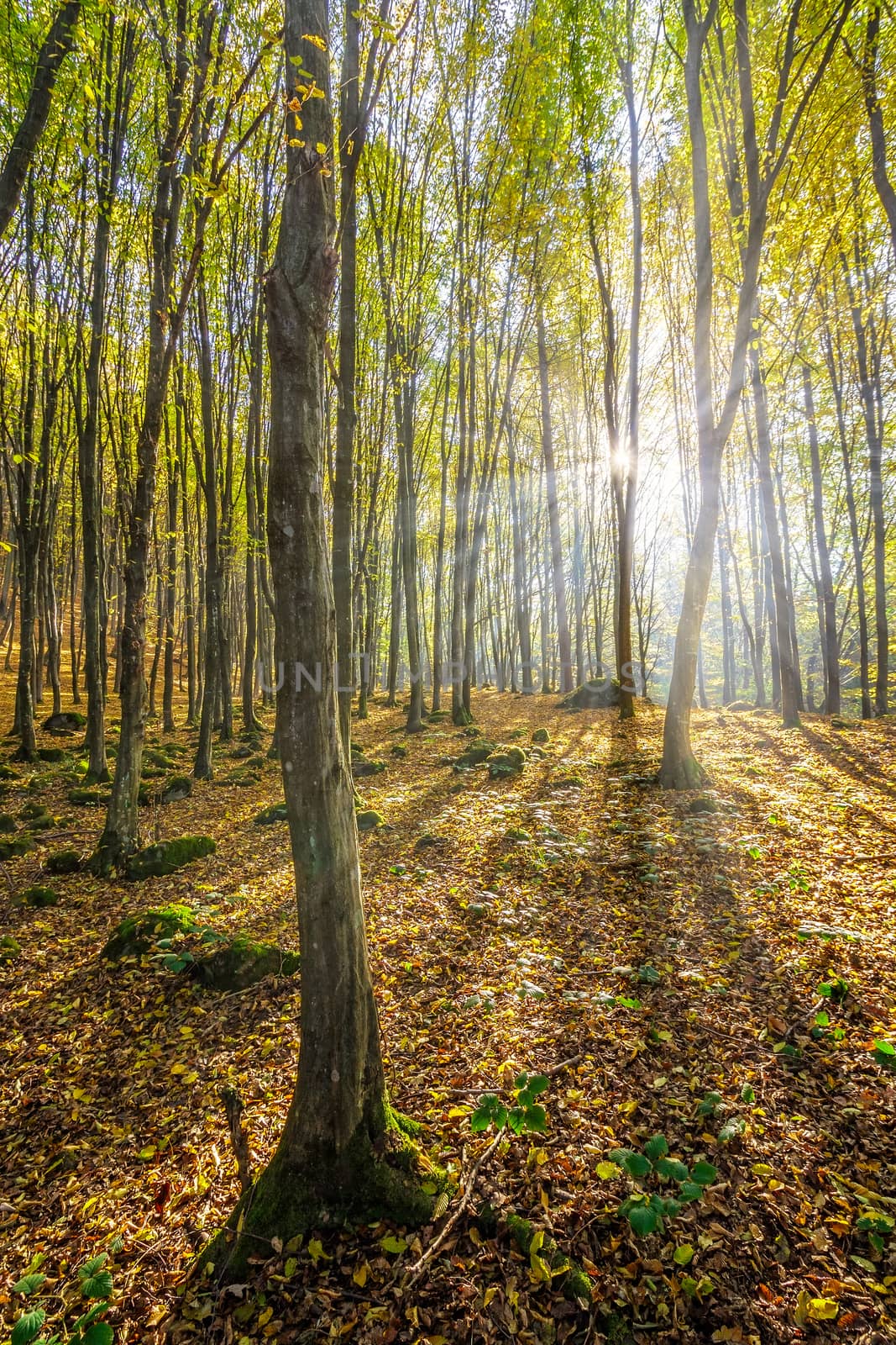 trees in foggy autumn forest with foliage