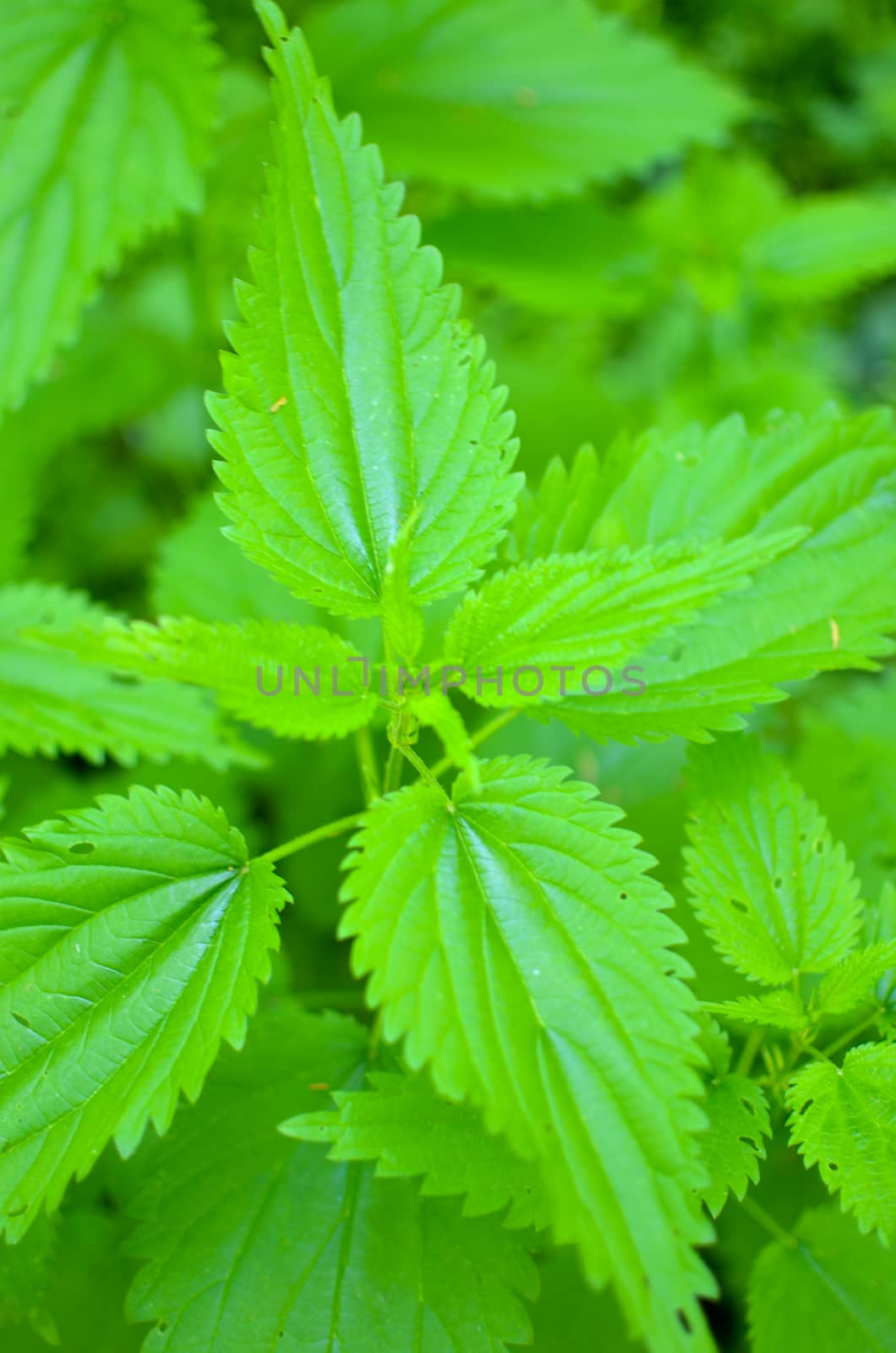 Green fresh nettle background of nettle in the forest