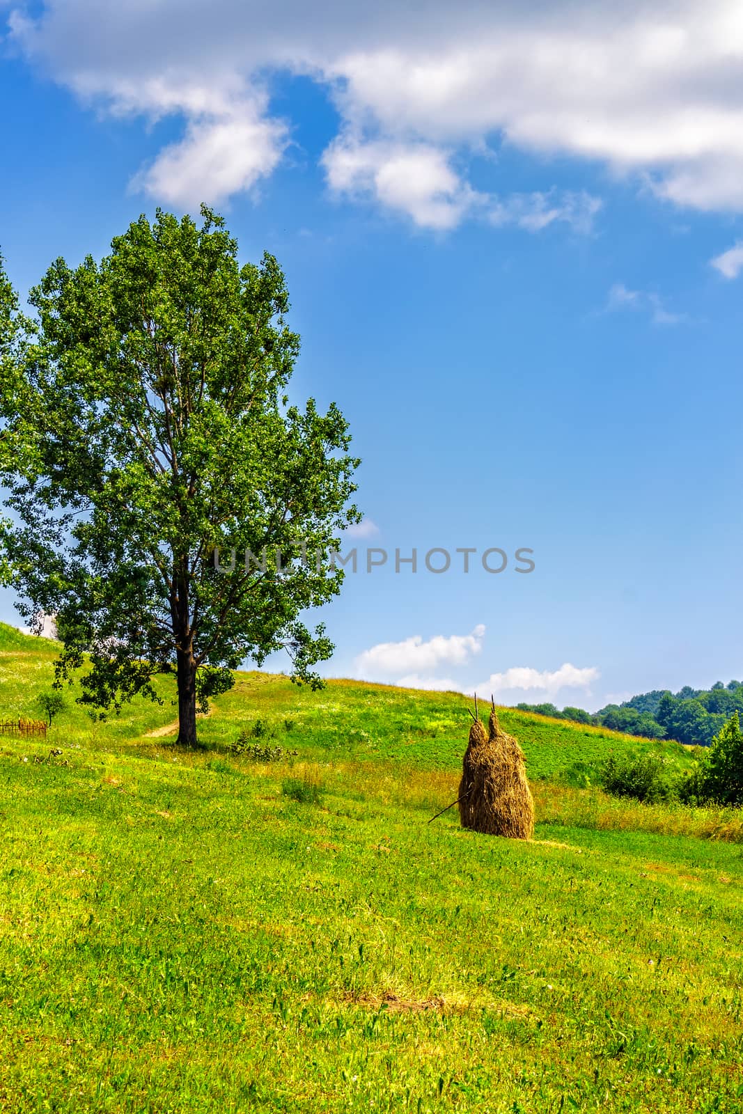 Stack of hay on hillside near the tree by Pellinni