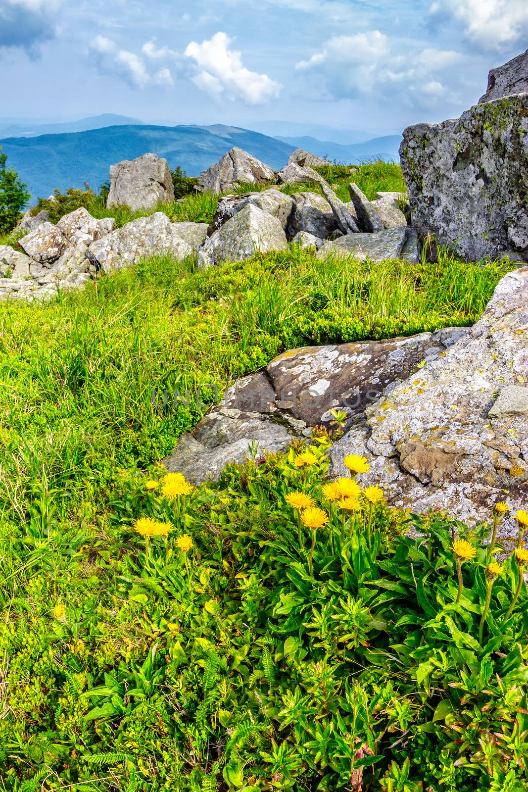 yellow dandelions in the grass among the huge rocks on hillside in high mountains