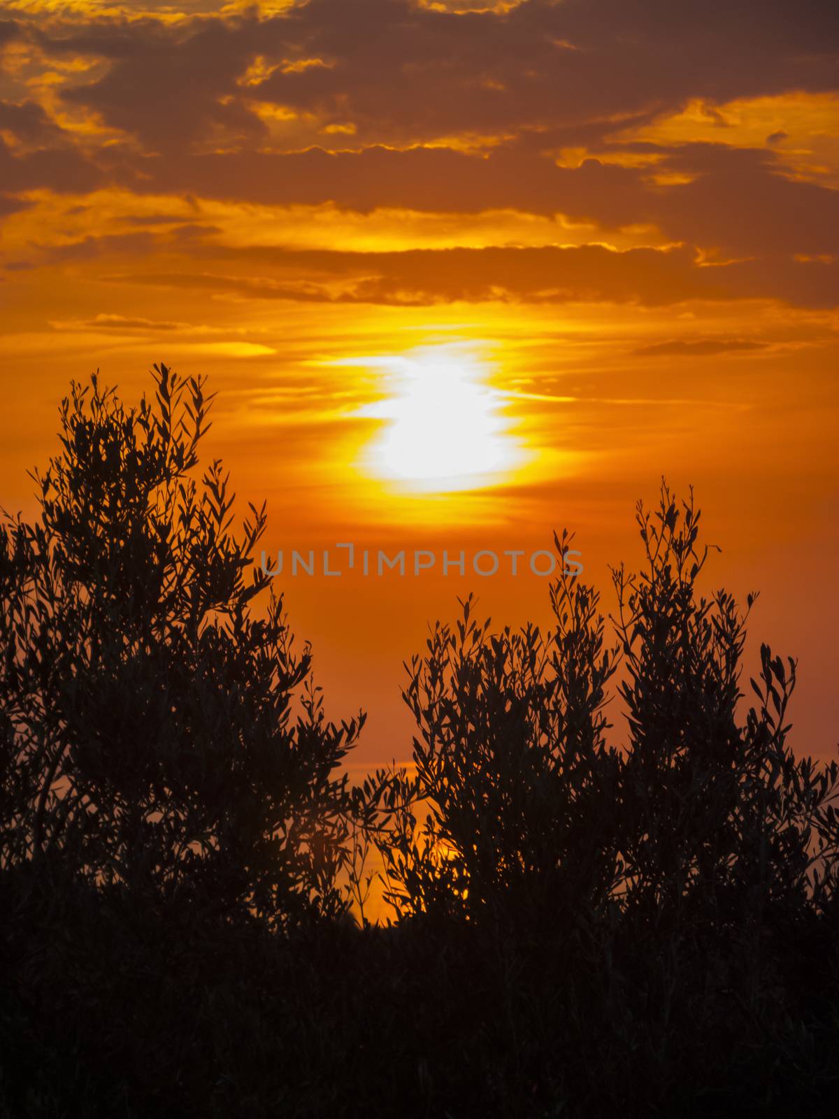 Beautiful sunset with tree silhouette at Corfu, Greece.