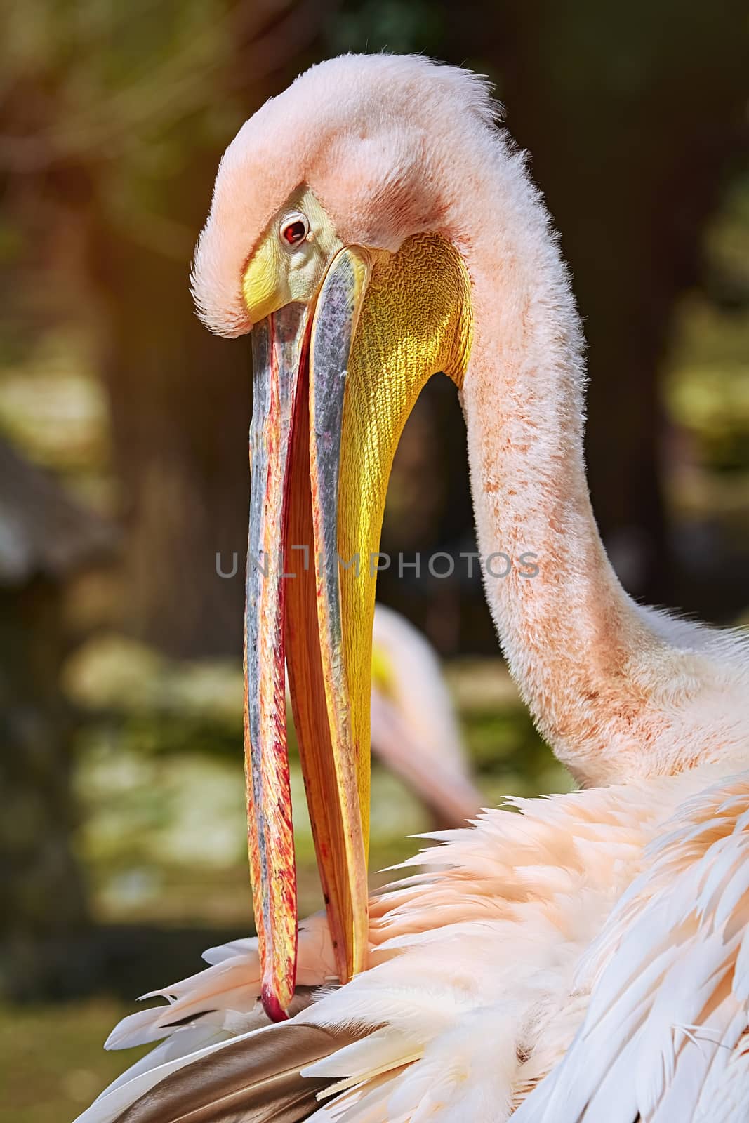 Portrait of a Pelican which Cleaning his Feathers