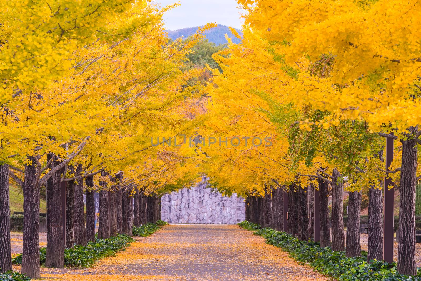 Ginkgo Road at Bandai Azuma Sport park Fukushima Japan