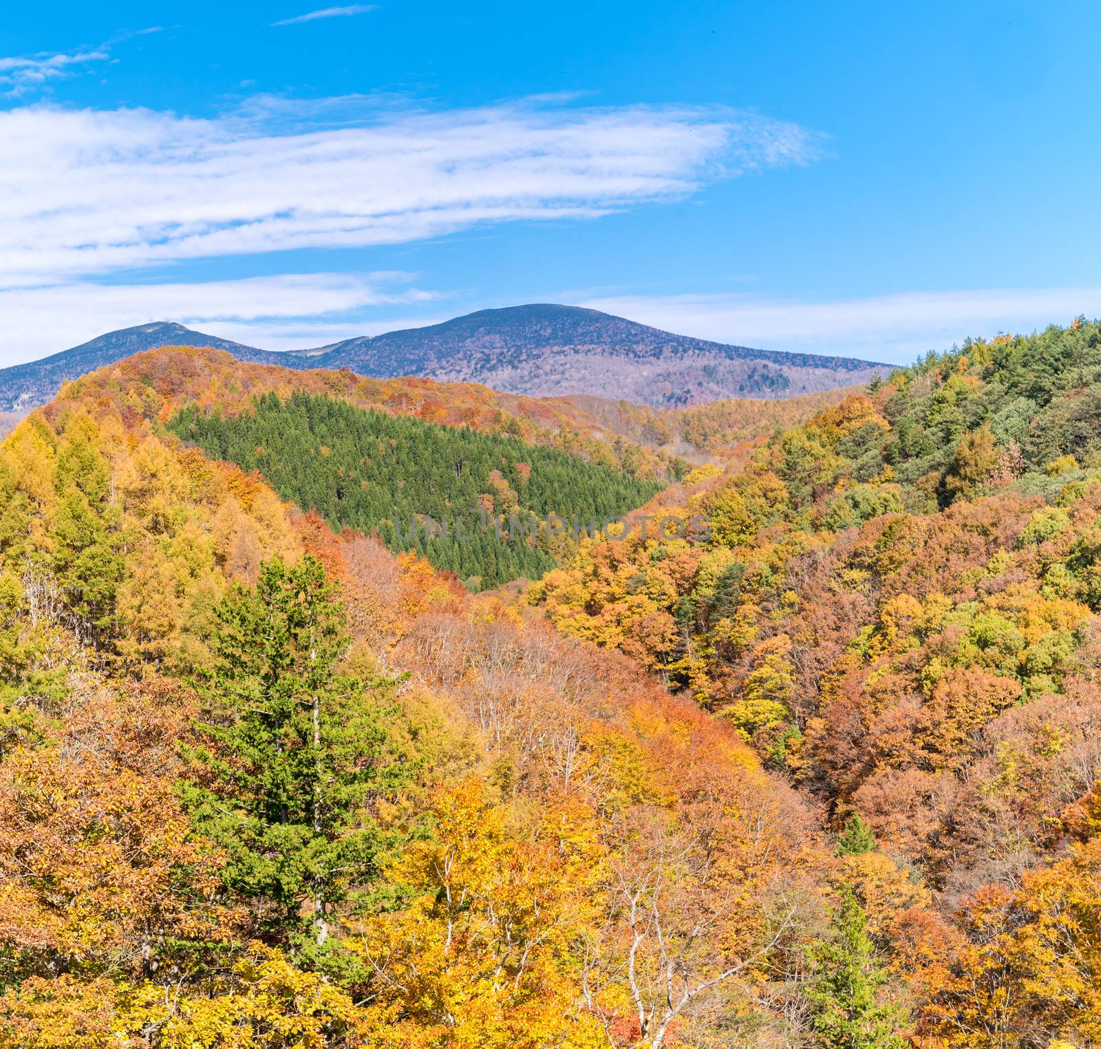 Nakatsugawa gorge from bridge at Fukushima in autumn fall Japan