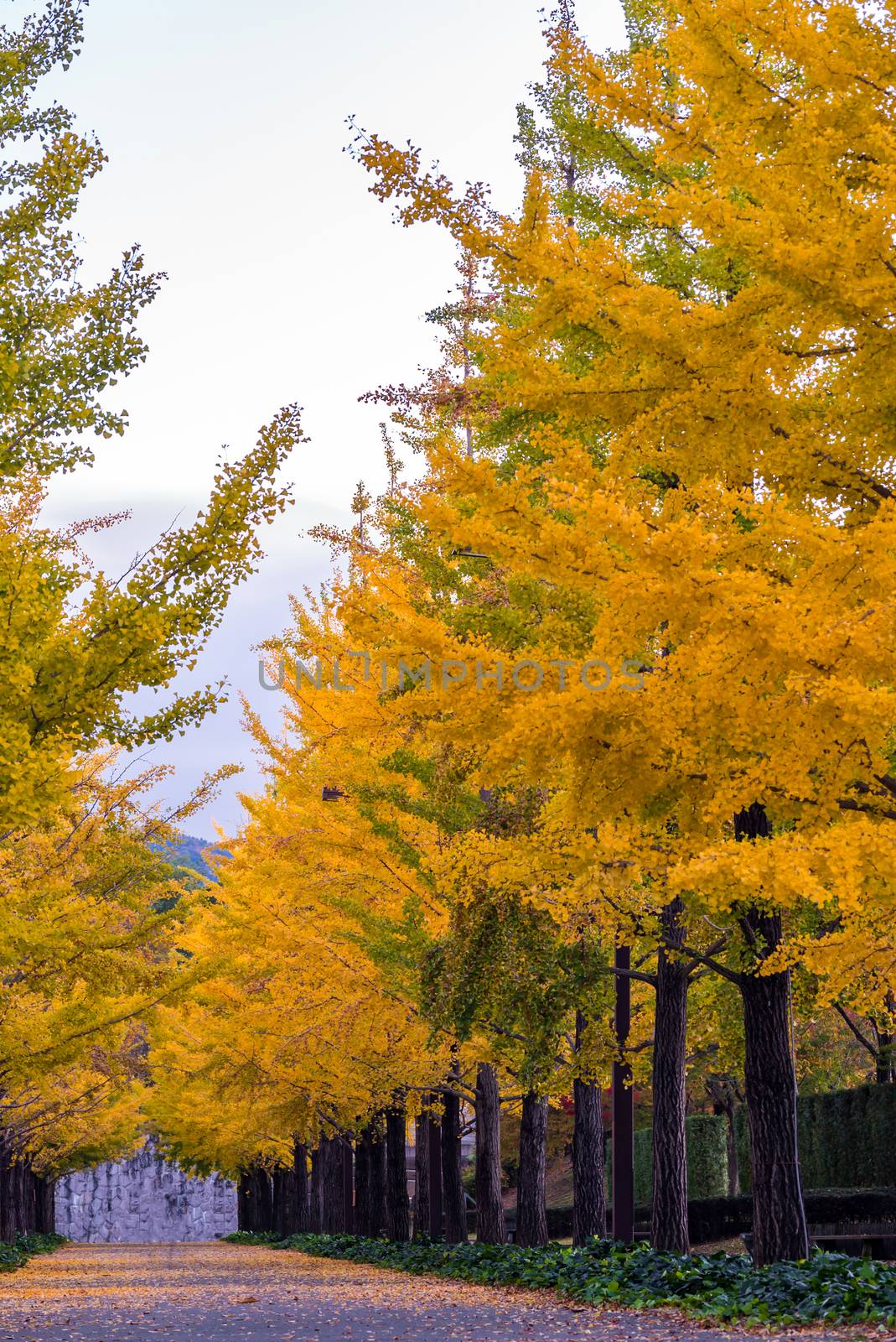 Ginkgo Road at Bandai Azuma Sport park Fukushima Japan