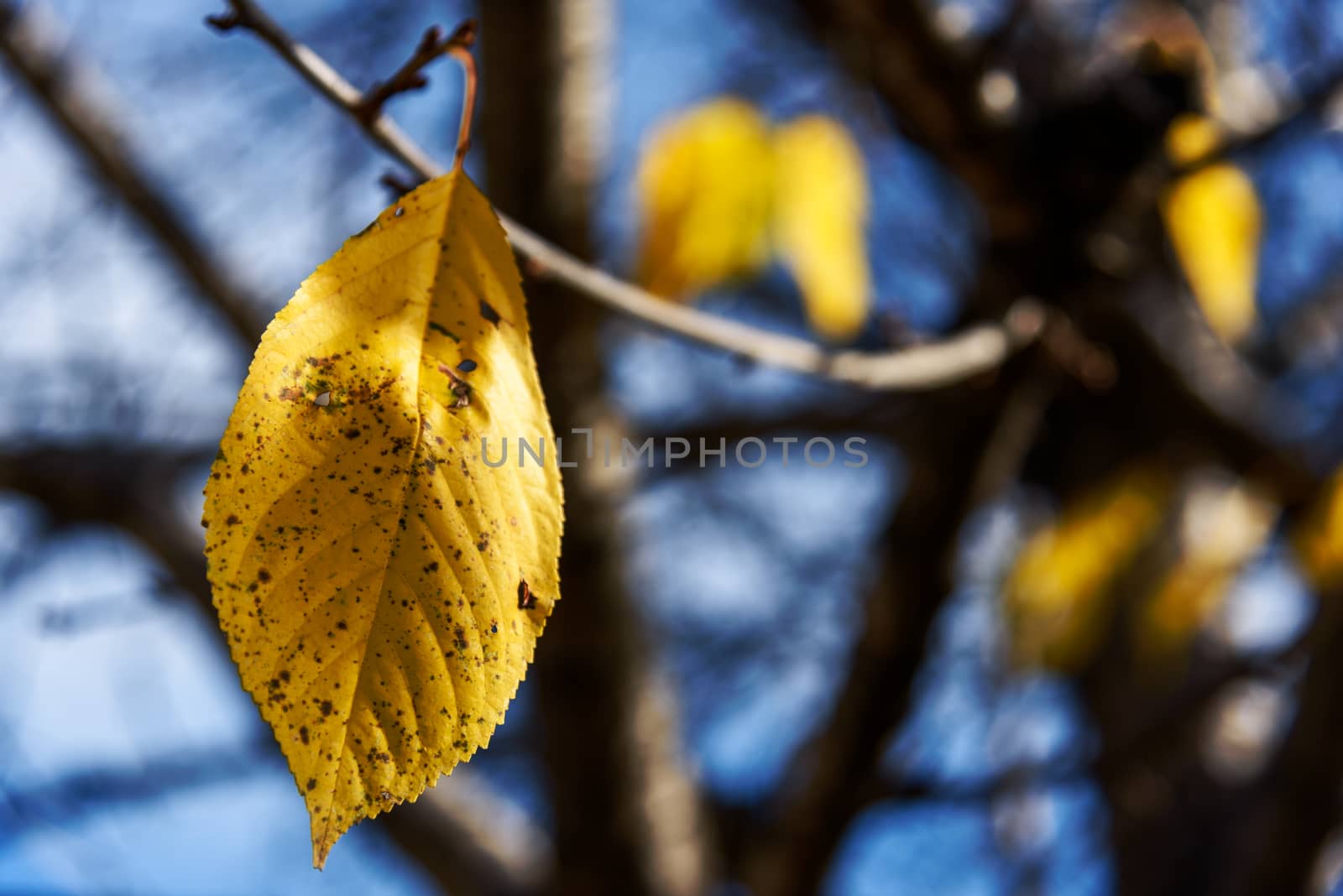 Autumn yellow cherry leaf by WolfWilhelm