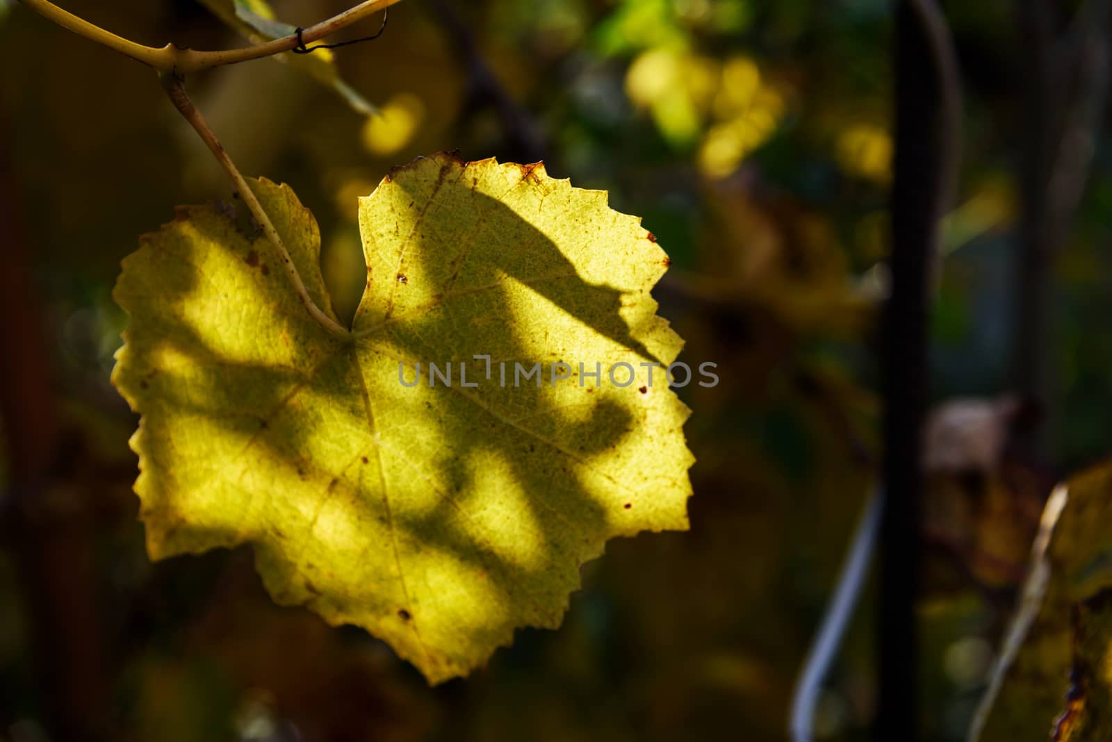 Autumn yellow grapes leaf in shadow