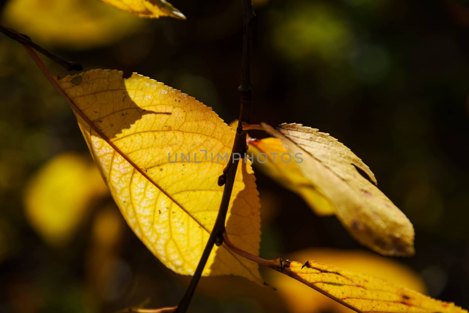 Autumn yellow cherry leaves in shadow
