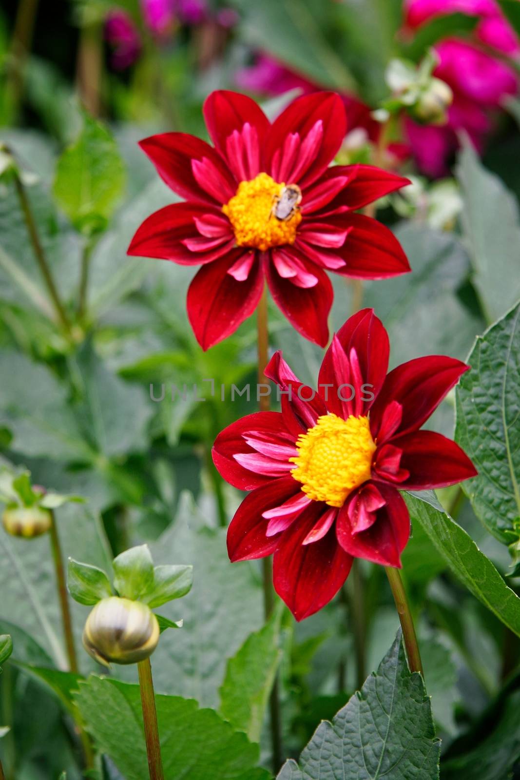 Beautiful red and yellow Dahlias by phil_bird