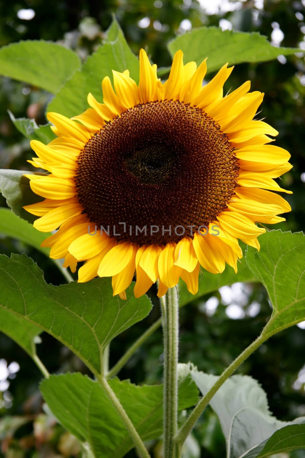 Magnificent Sunflower in full bloom