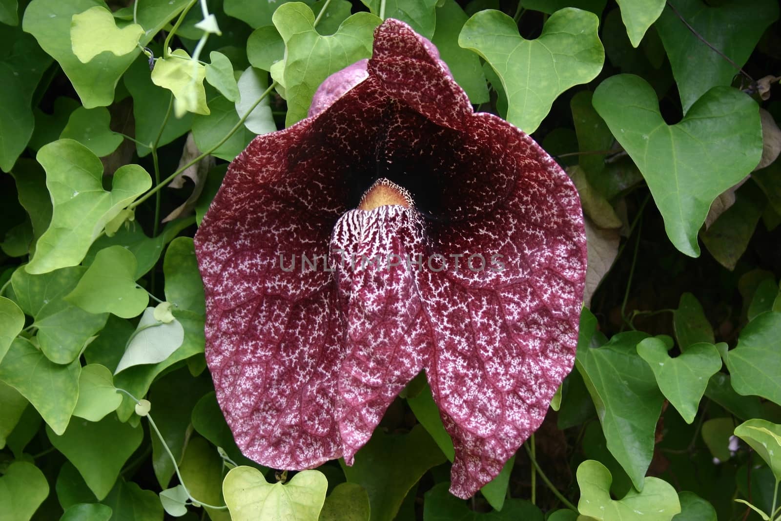 Calico flower or Elegant Dutchman's Pipe (Aristolochia littoralis) growing in Funchal