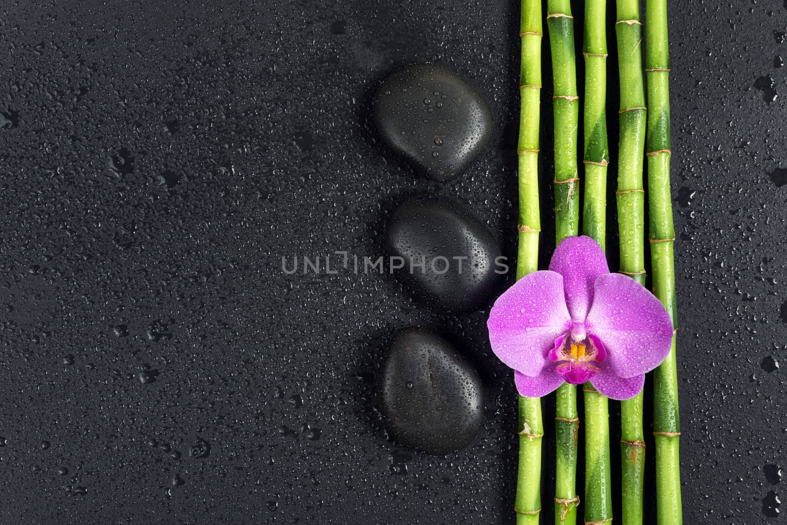 Spa concept with black basalt massage stones, pink orchid flower and a few stems of Lucky bamboo covered with water drops on a black background; with space for text