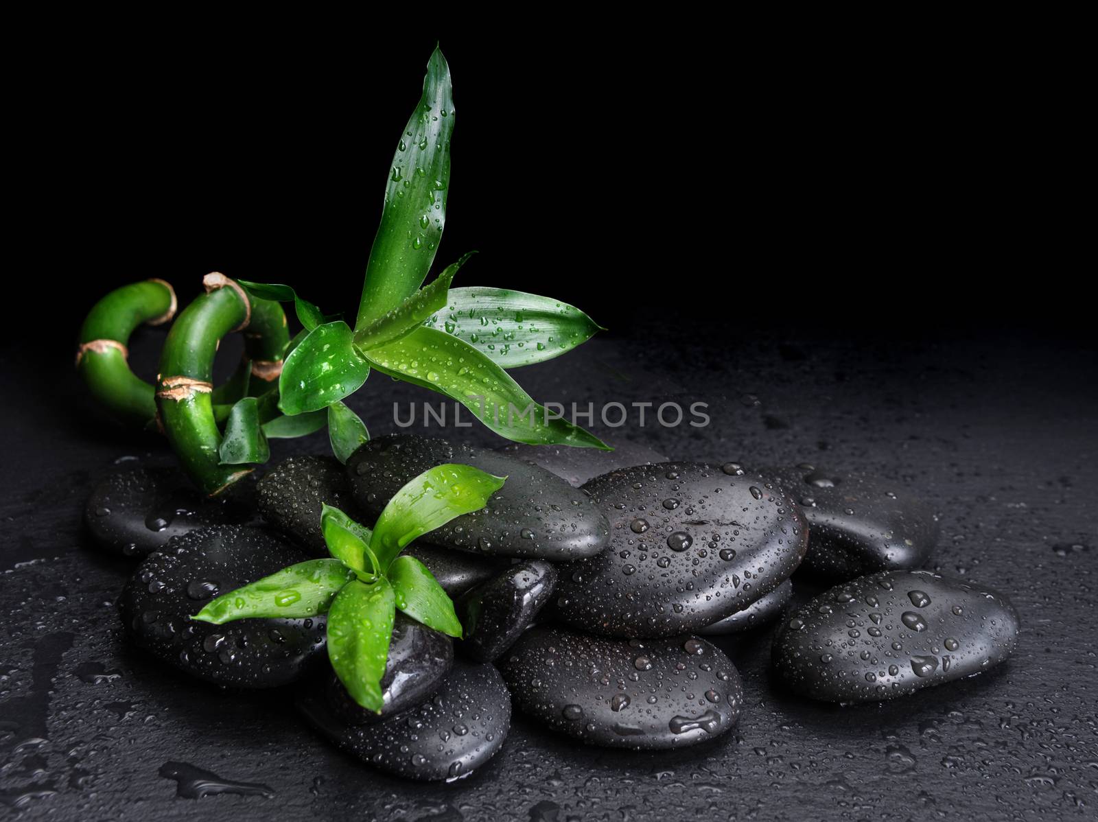 Spa concept with black basalt massage stones and green bamboo sprout covered with water drops on a black background