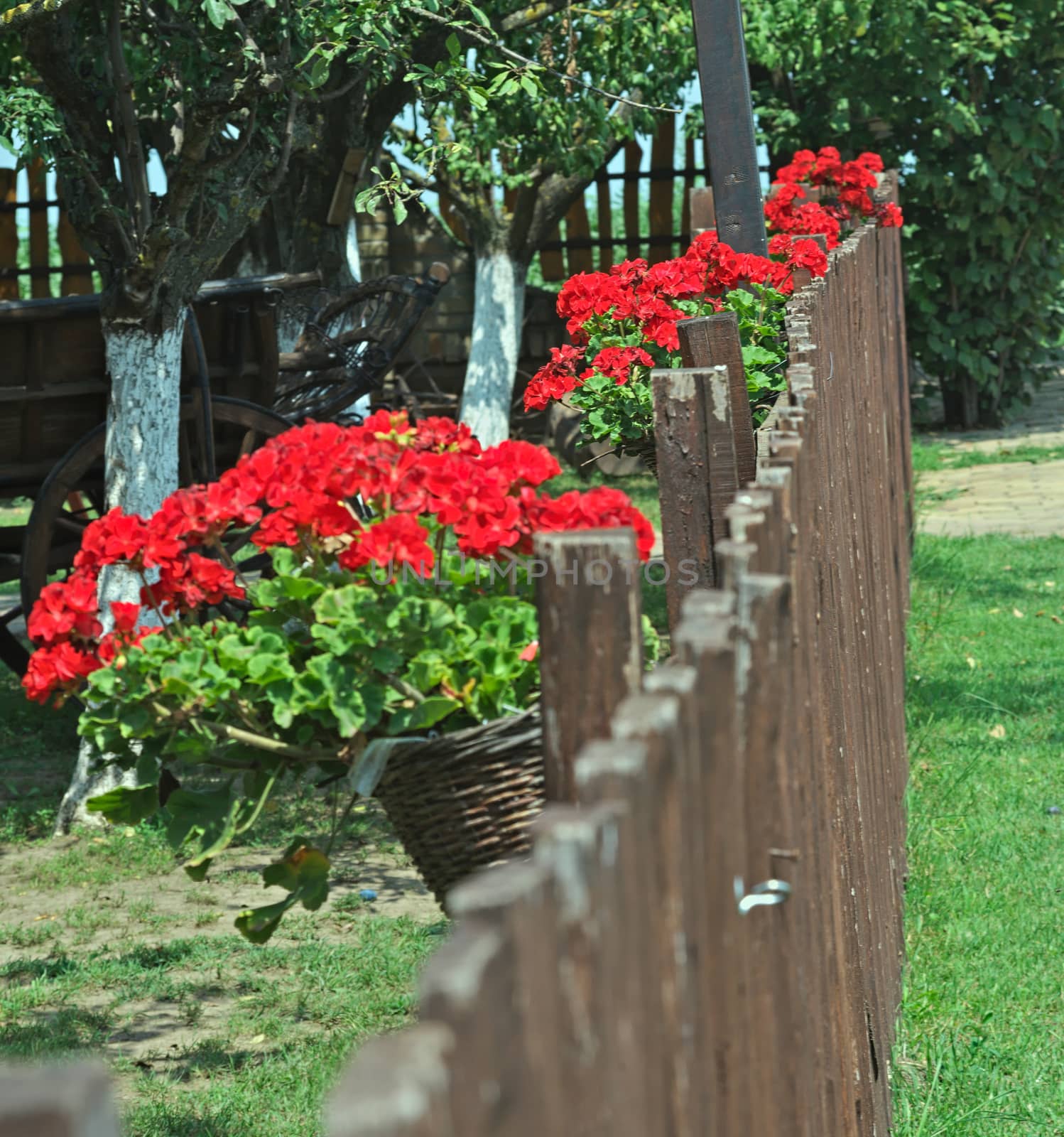 Row of blooming flowers on wooden fence by sheriffkule