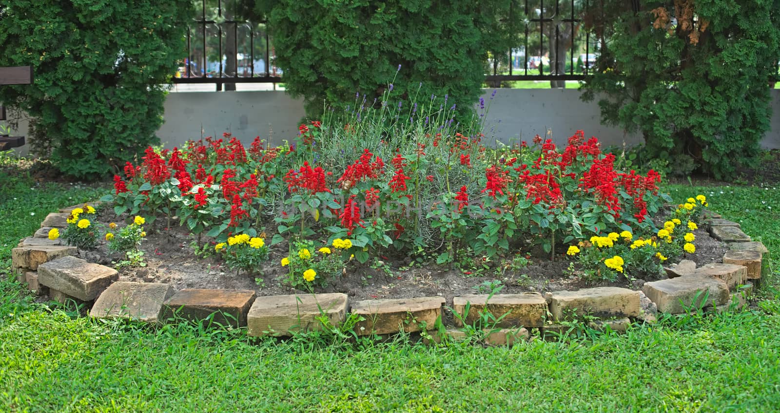 Plants blooming with red flowers in yard flowerbed by sheriffkule