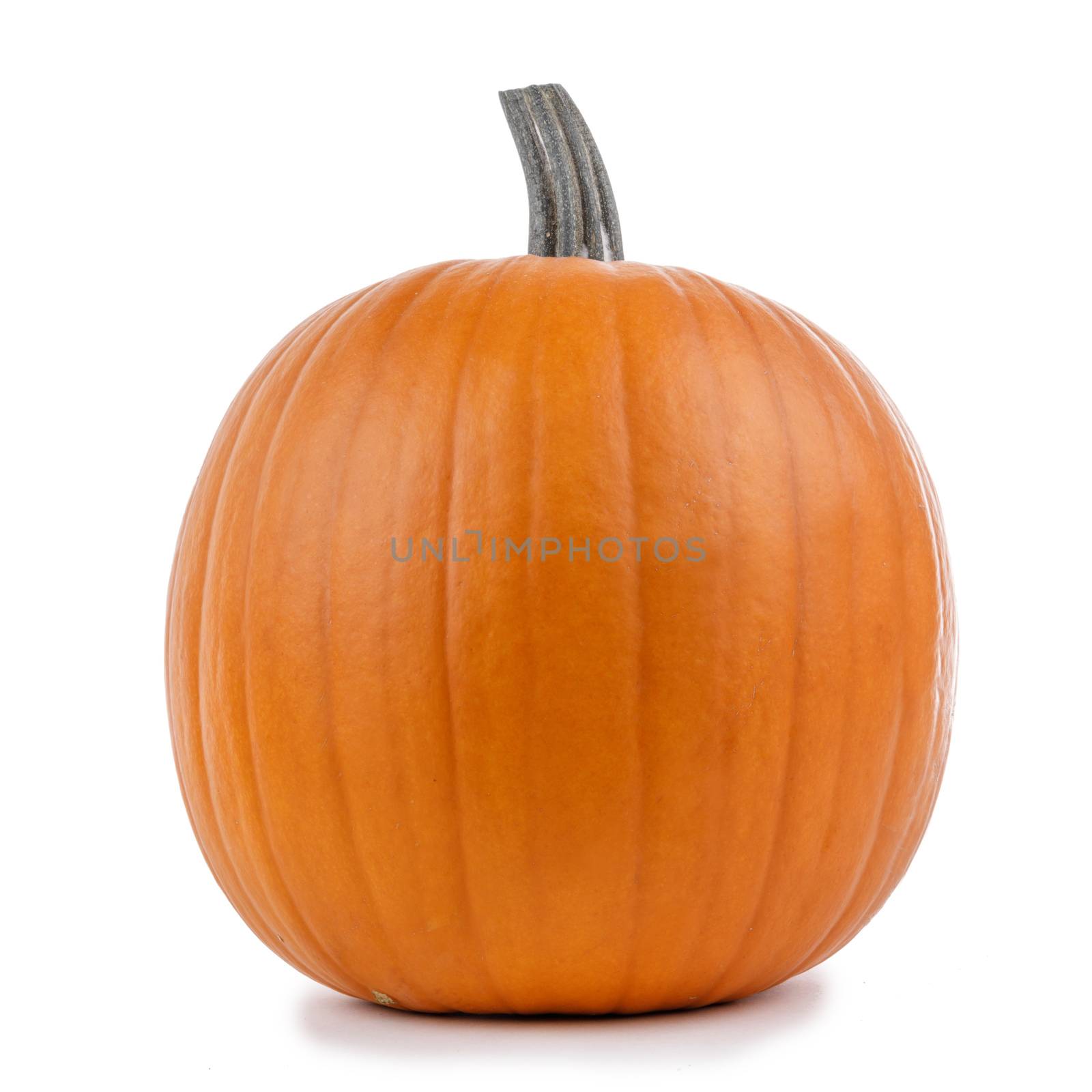 One orange pumpkin isolated on white background, Halloween concept