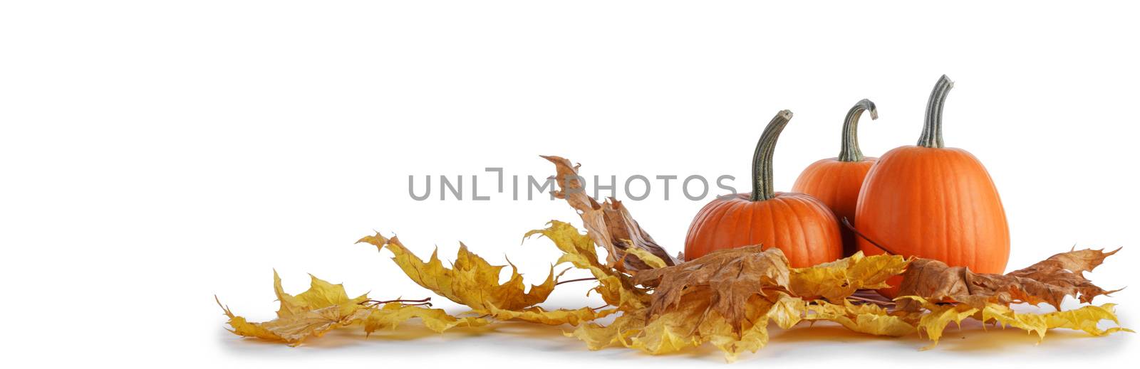 Pumpkins and fall yellow maple leaves isolated on white background