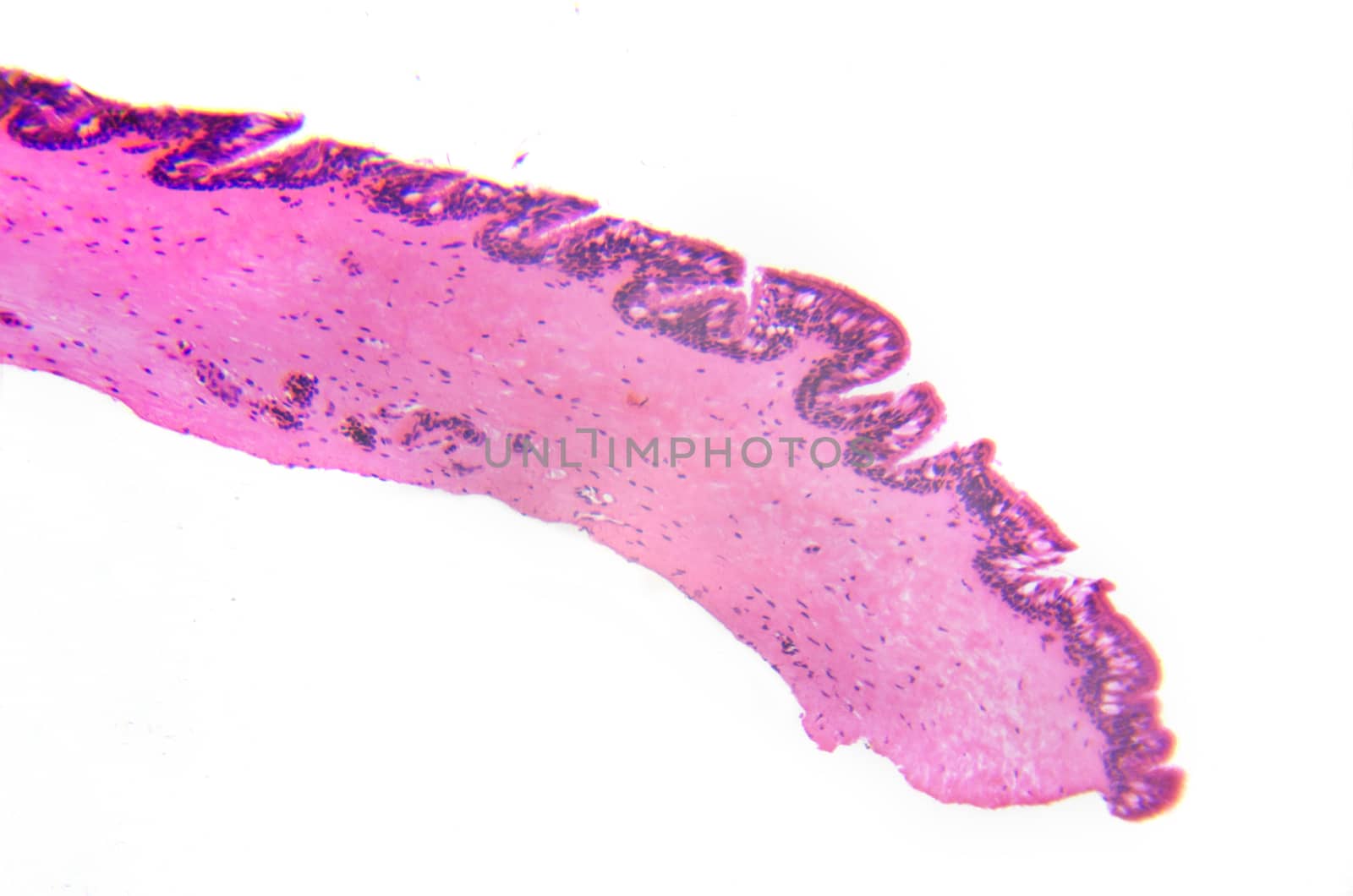 Micrograph. Cilliated ephitelium of gill. Transversal section. by HERRAEZ
