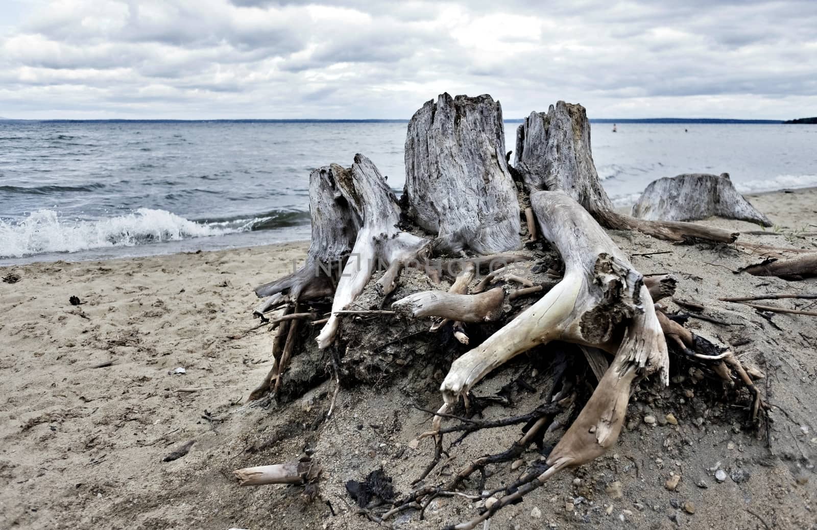 old wood stump on the lake, on the background of cloudy sky, South Ural, Uvildy, in the distance are seen the Ural mountains