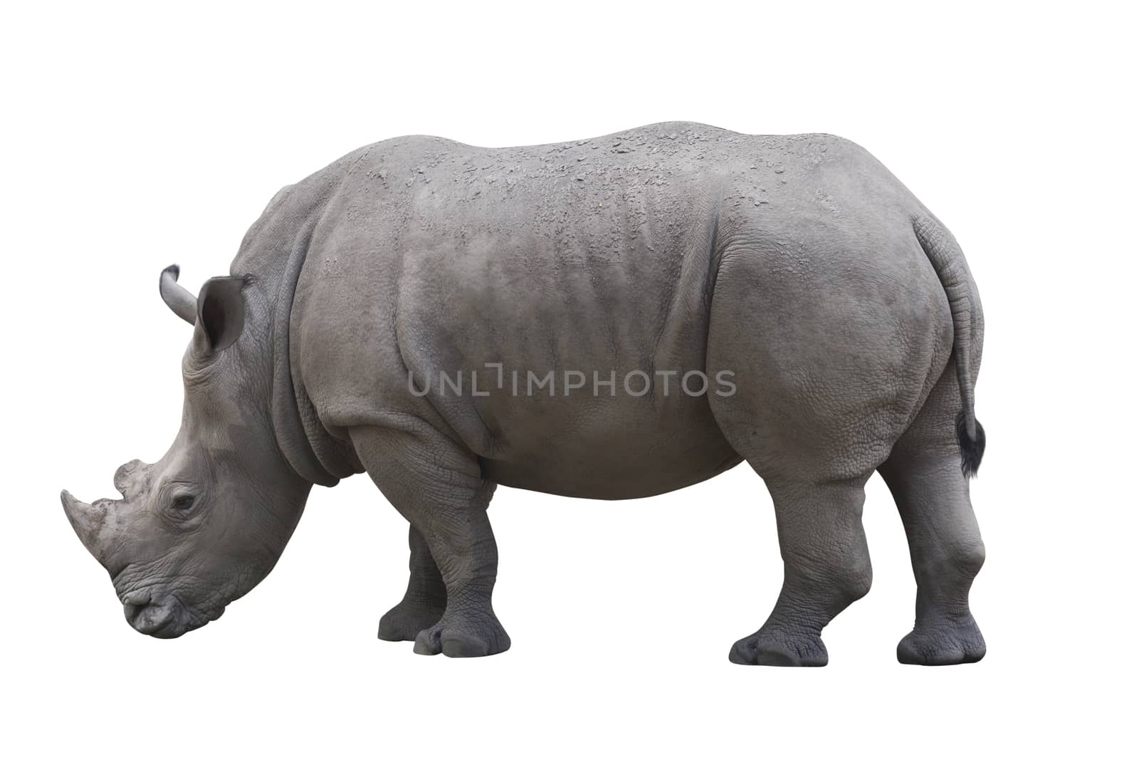 Rhinoceros in profile isolated over white background