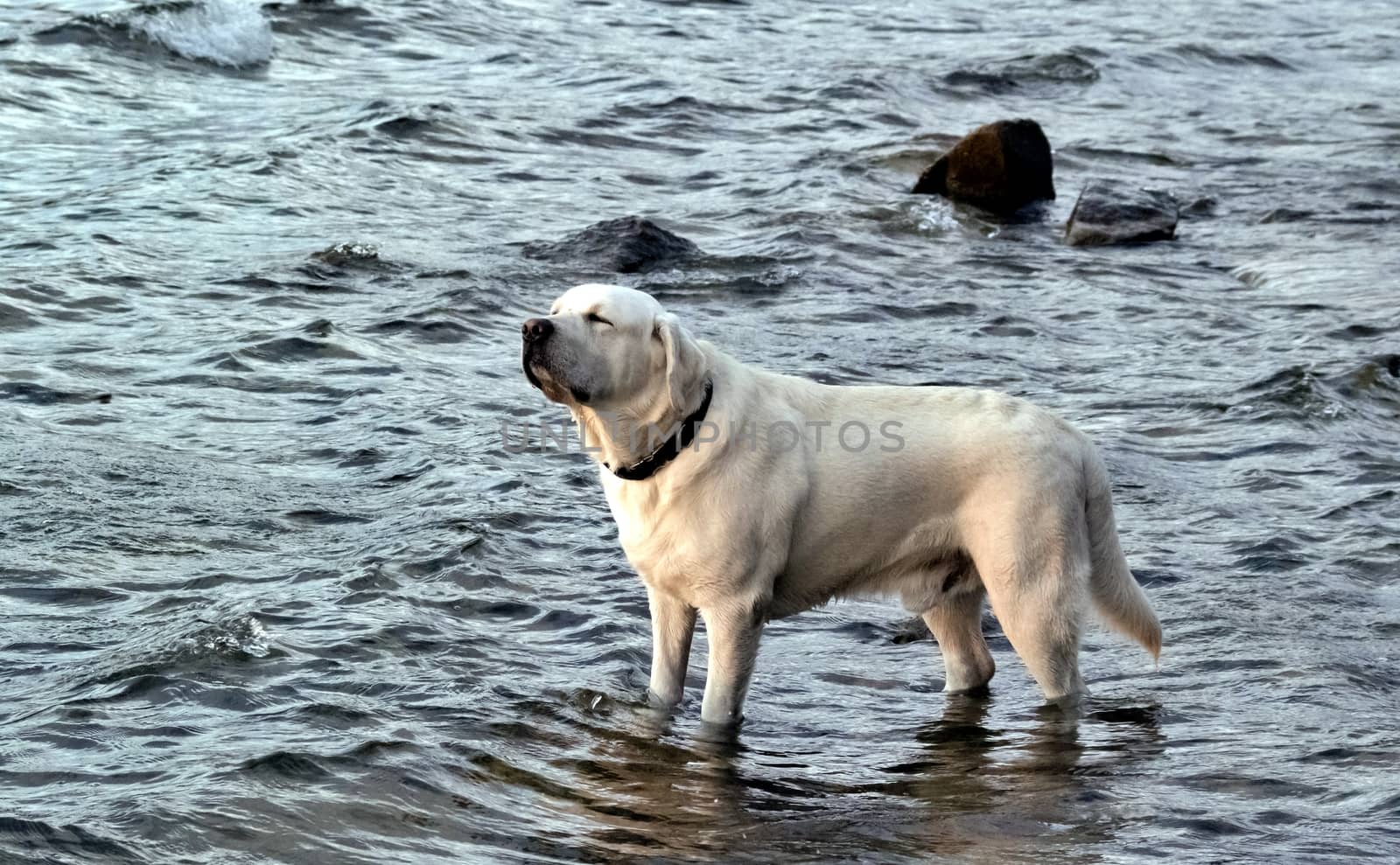 dog white Labrador standing in the water and squinting from the sun, the southern Urals, Uvildy