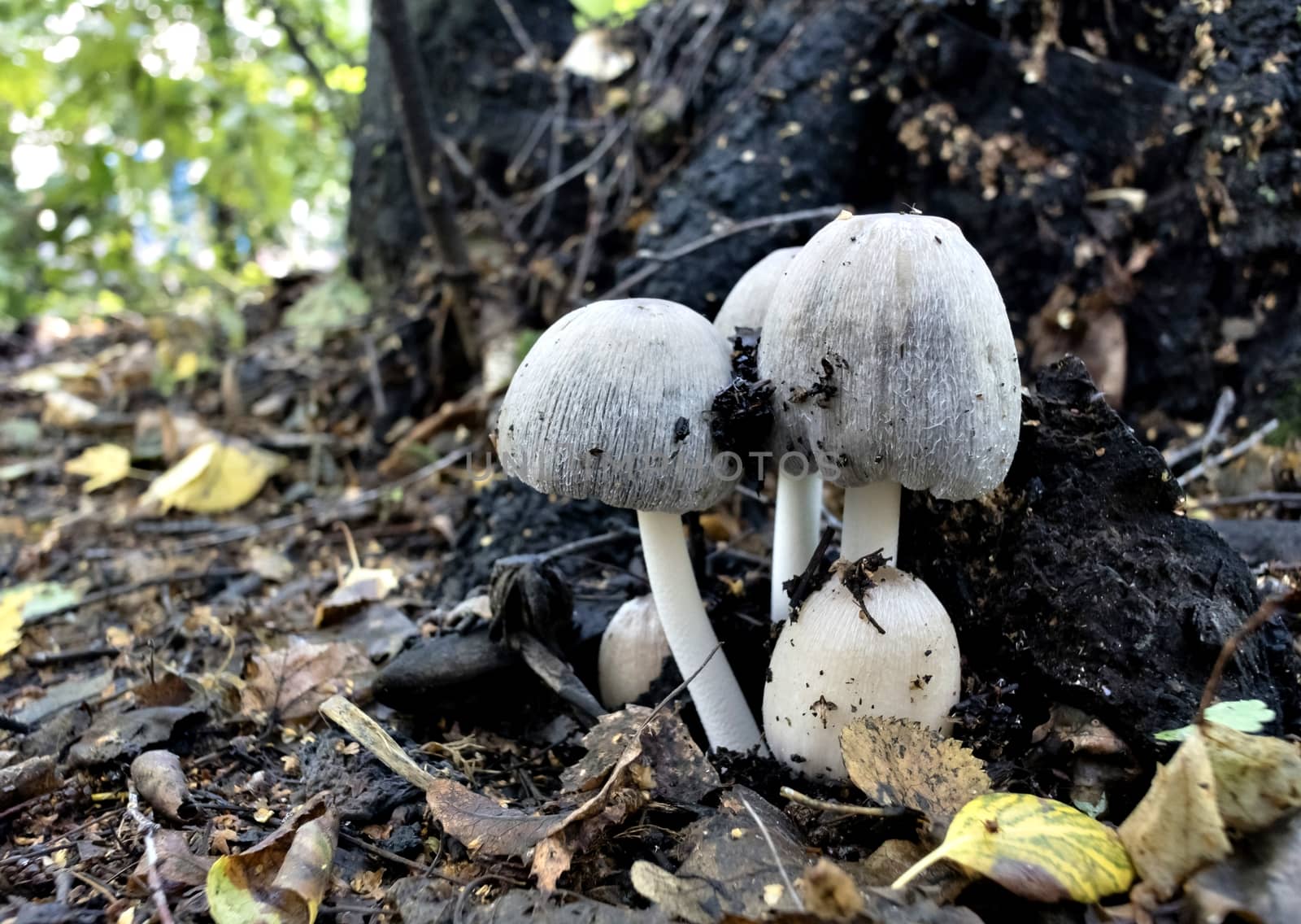 several young mushrooms grow near the roots of the tree