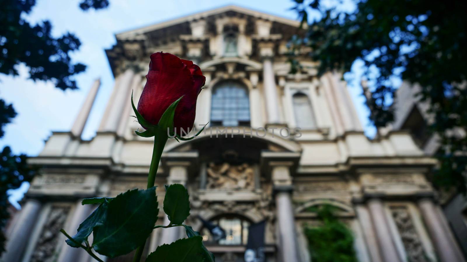Beautiful rose blooming behind ancient building in Roman style in Milan by natali_brill