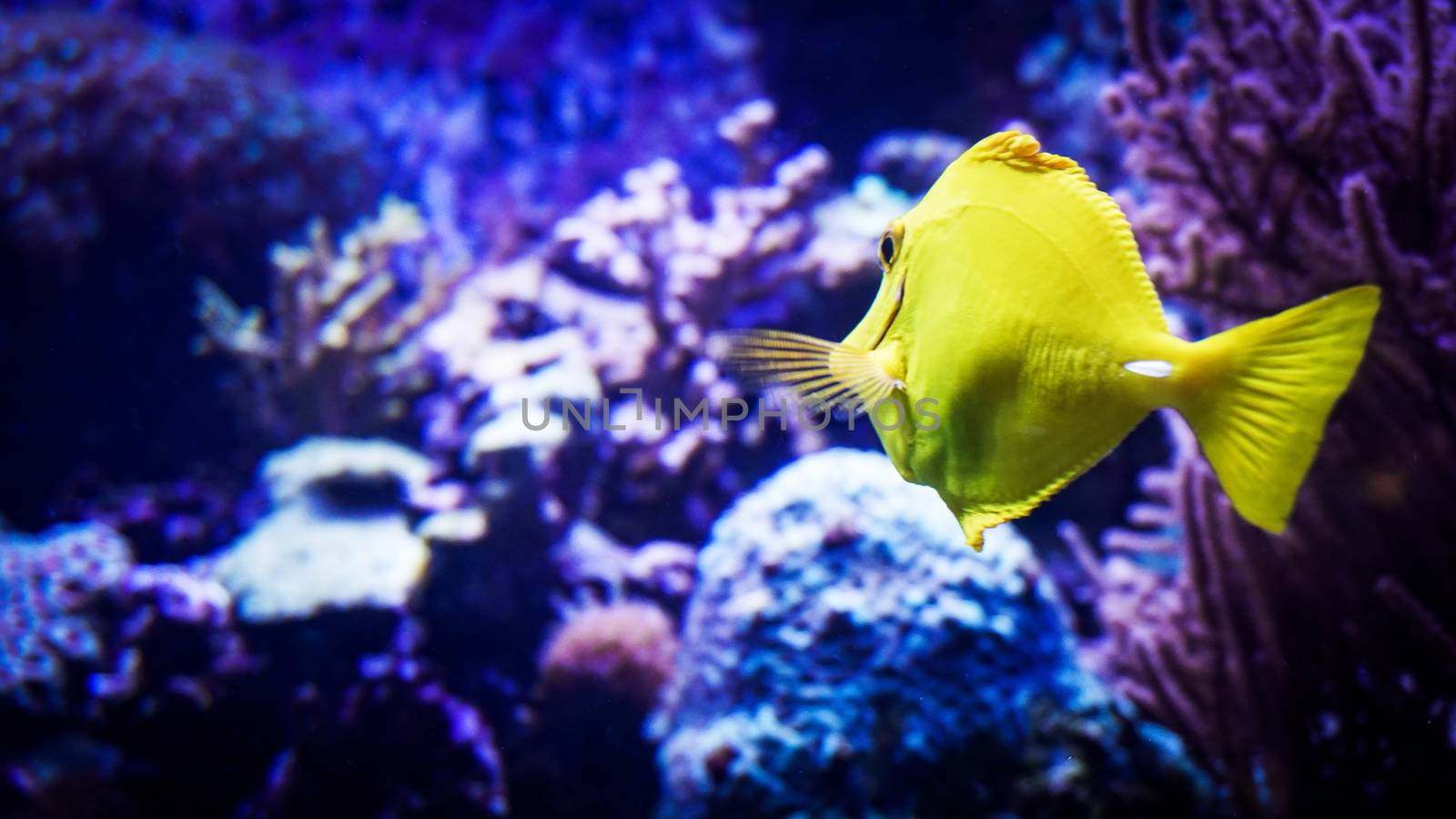 Image of zebrasoma yellow tang fish in aquarium by natali_brill