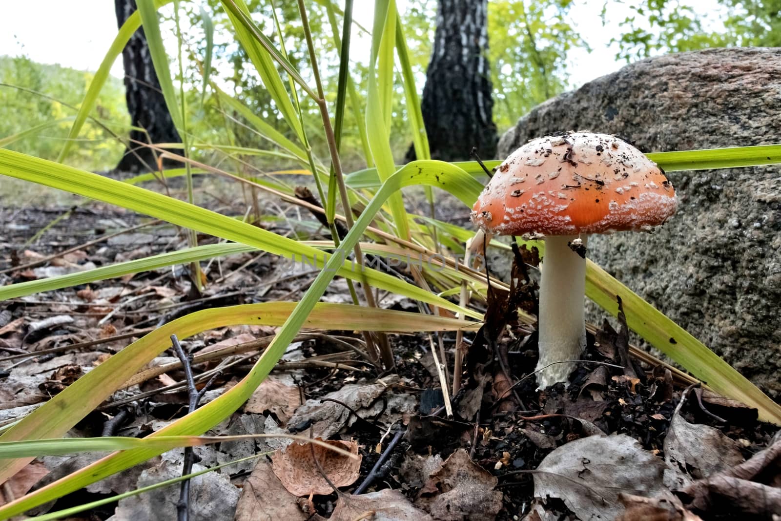 red mushroom with the Latin name Amanita muscaria grew up in the forest under a tree