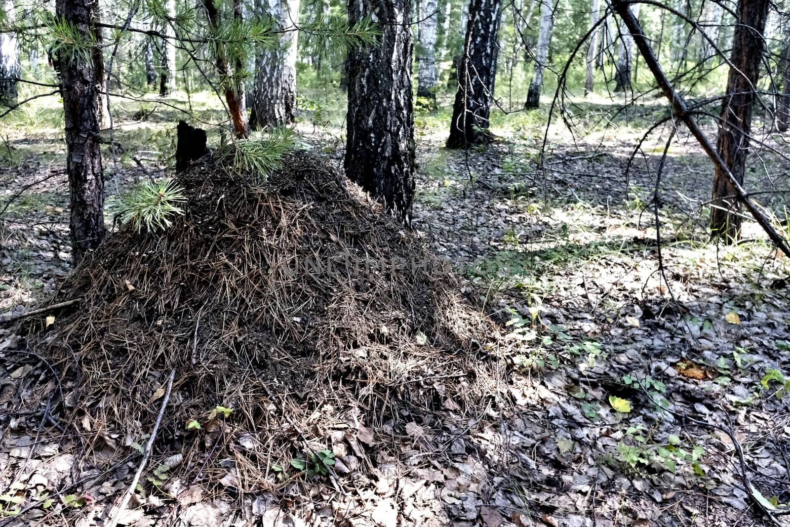 large anthill in the summer forest among the trees