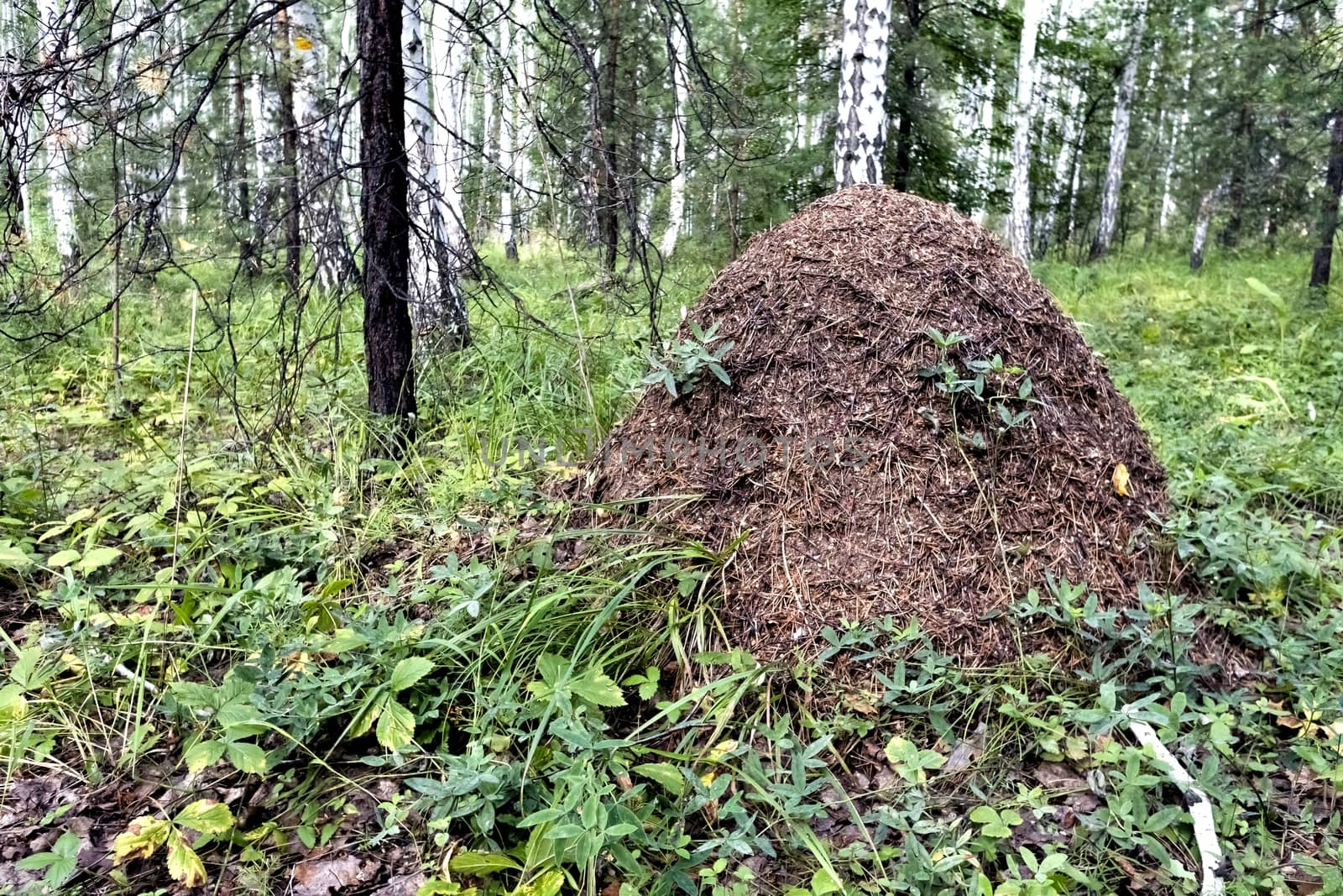 large anthill in the summer forest among the trees