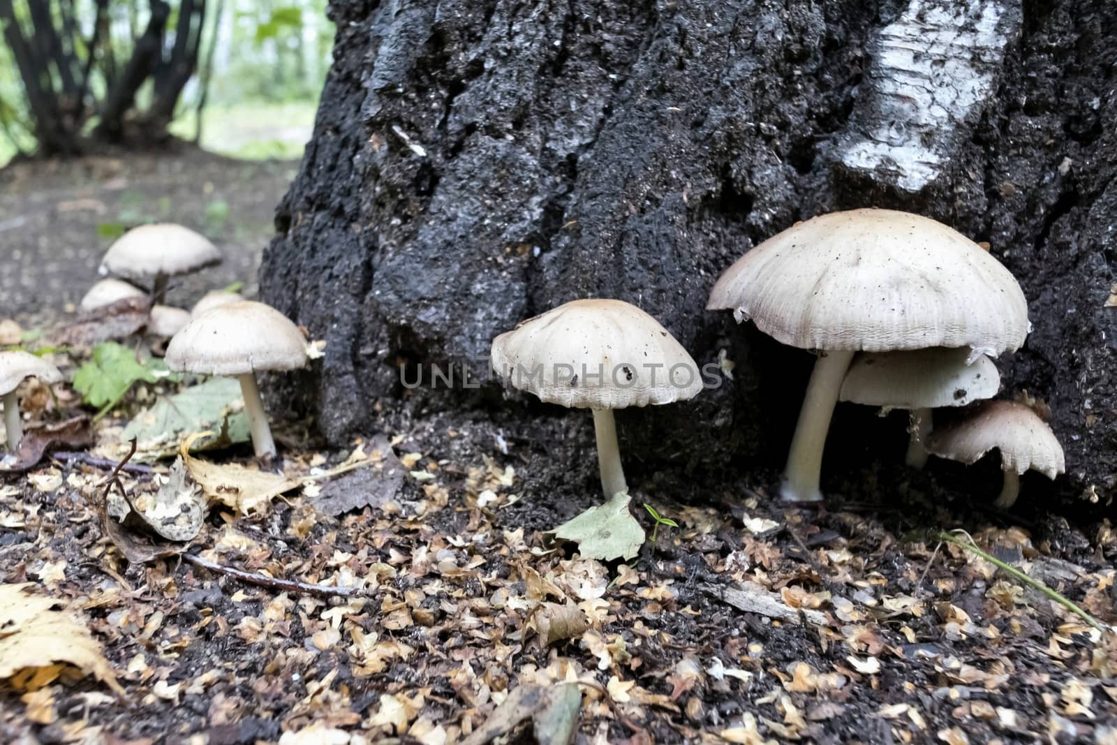 several young mushrooms grow near the roots of the tree