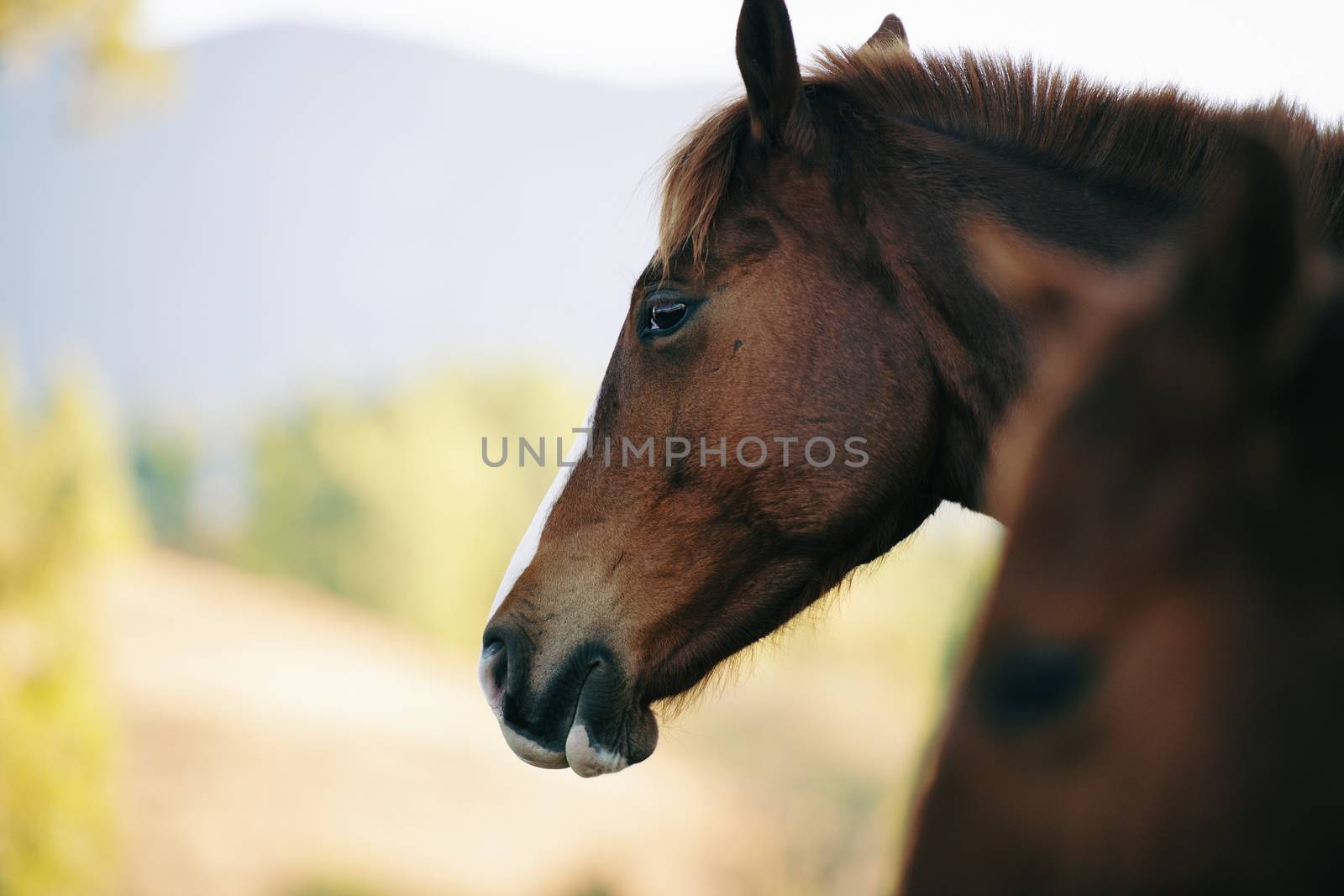 Australian horse in the paddock during the day