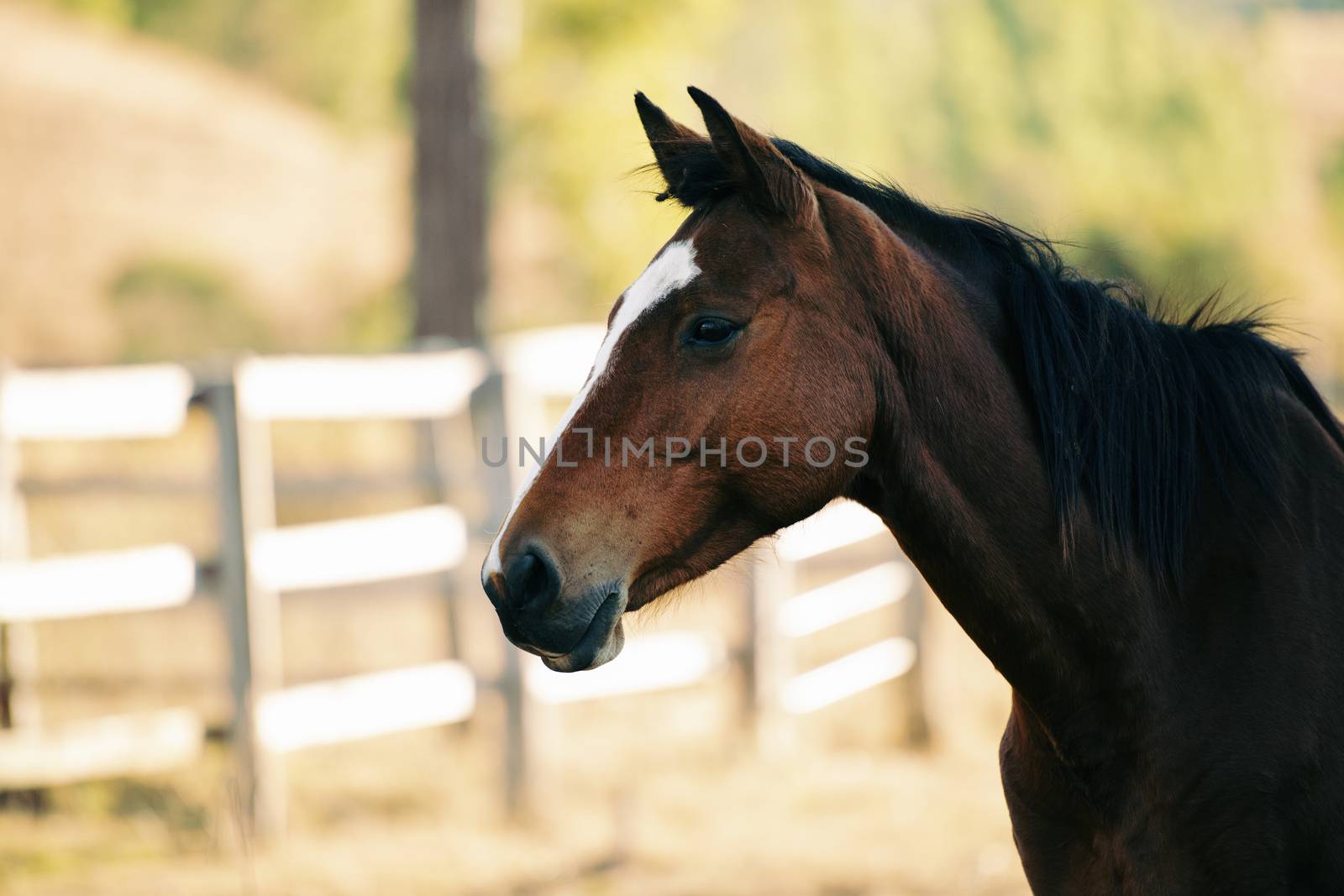 Australian horse in the paddock during the day