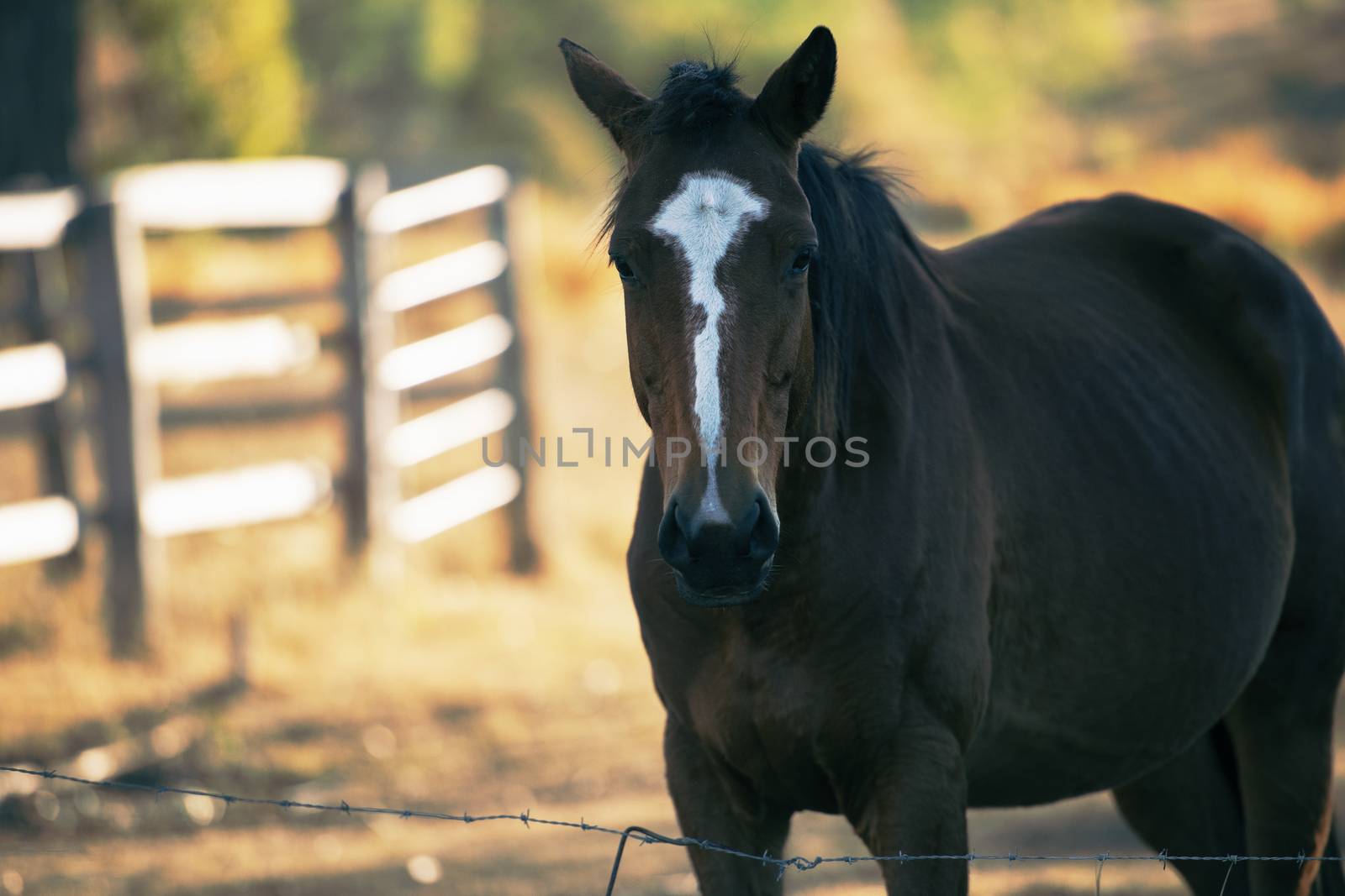 Australian horse in the paddock during the day