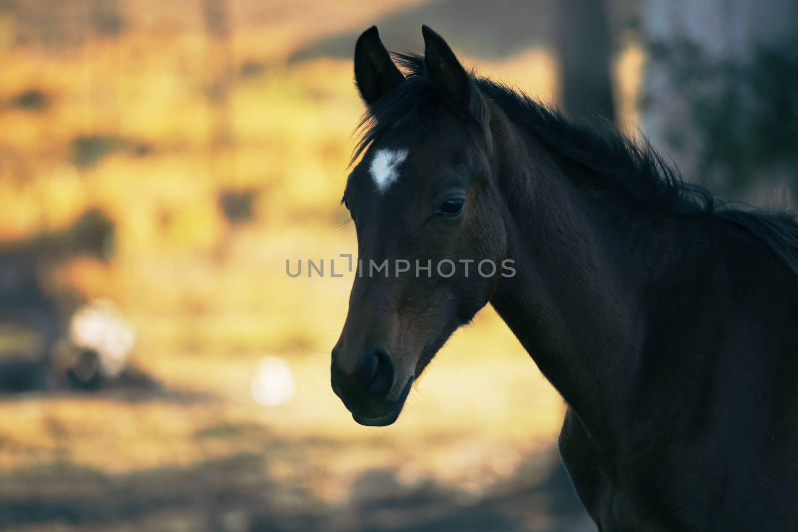 Australian horse in the paddock during the day