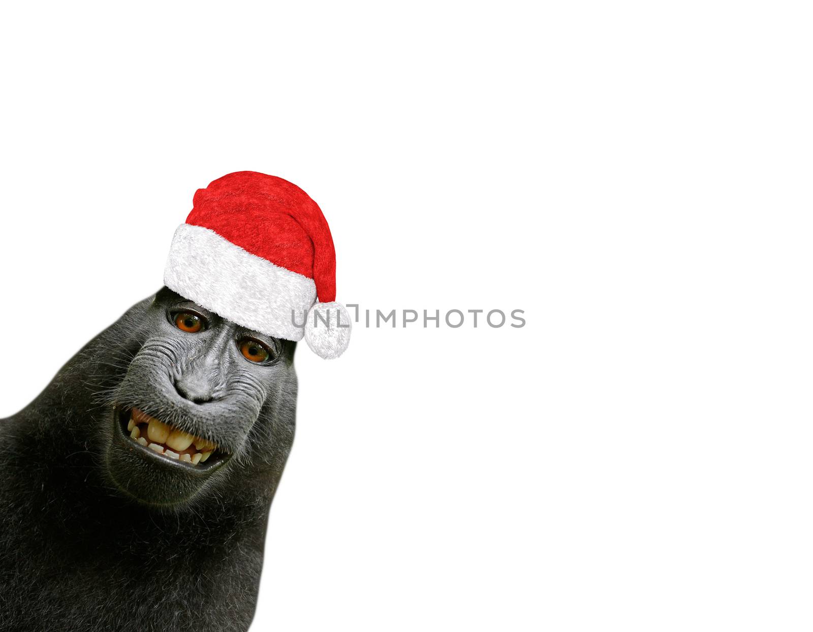 funny christmas chimpanzee monkey smiling and wearing a santa claus hat isolated on a white background