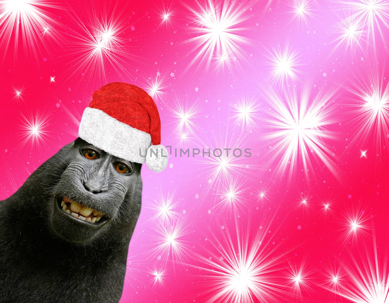 hilarious and funny chimpanzee monkey smiling and wearing a santa claus hat isolated on a red christmas background with shiny stars