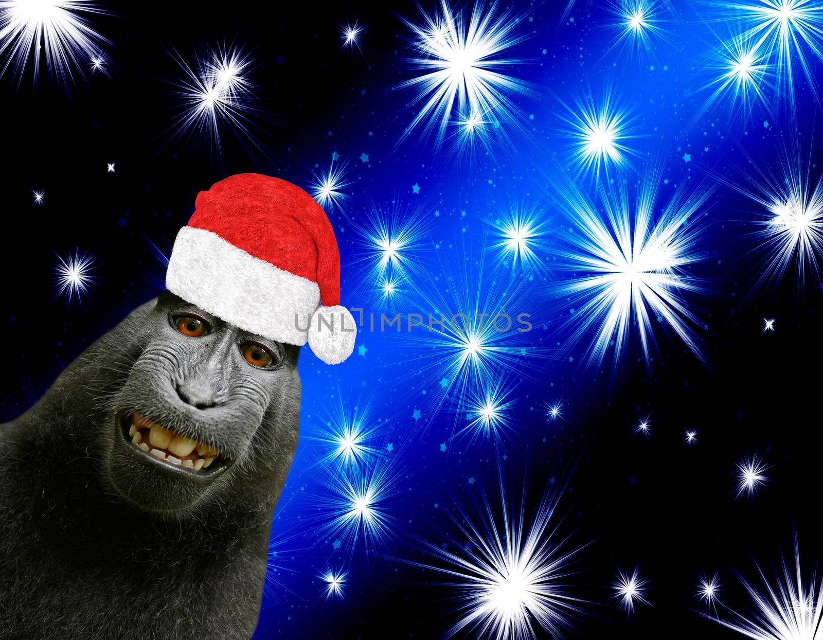 Merry christmas card a funny chimpanzee monkey wearing a santa claus bonnet isolated on a black and blue background with shining bright stars