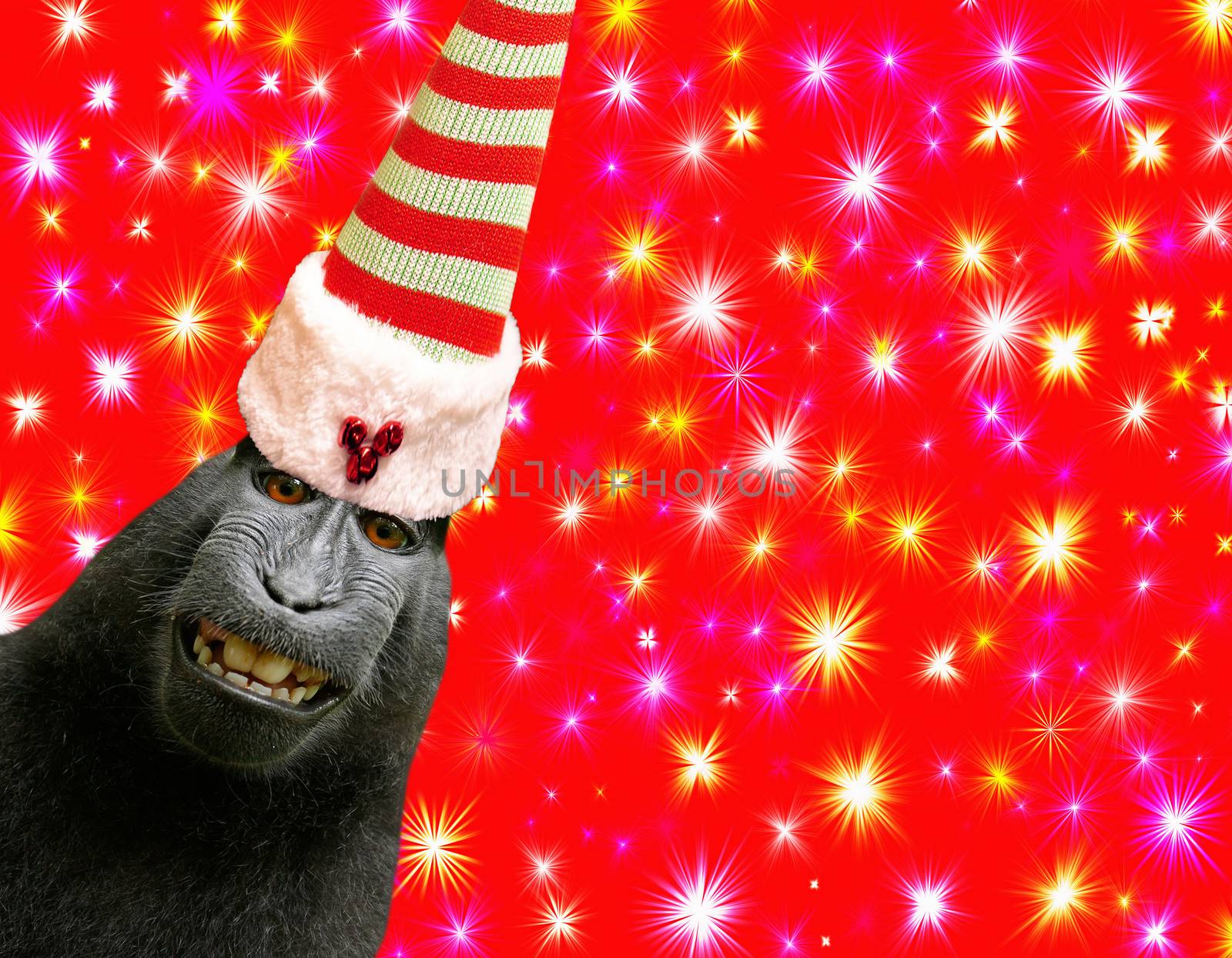 Merry Christmas a funny chimpanzee monkey wearing a elf hat isolated on a beautiful red background with colorful stars by charlottebleijenberg